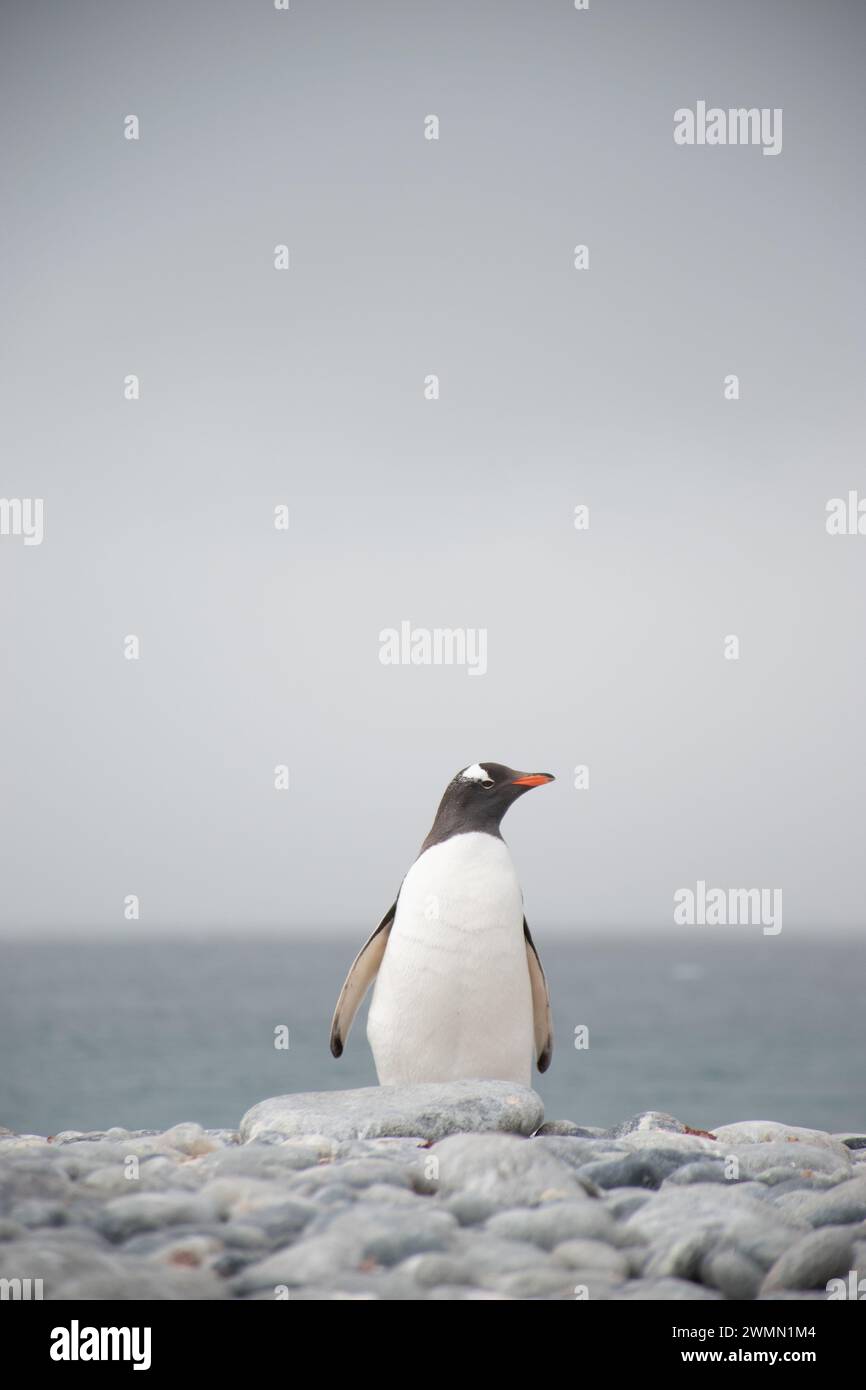 Während einer Expedition in die Antarktis hatte ich die Gelegenheit, diese Fotos von Pinguinen in ihrer natürlichen Umgebung zu machen, ein sehr aufregendes Erlebnis. Stockfoto