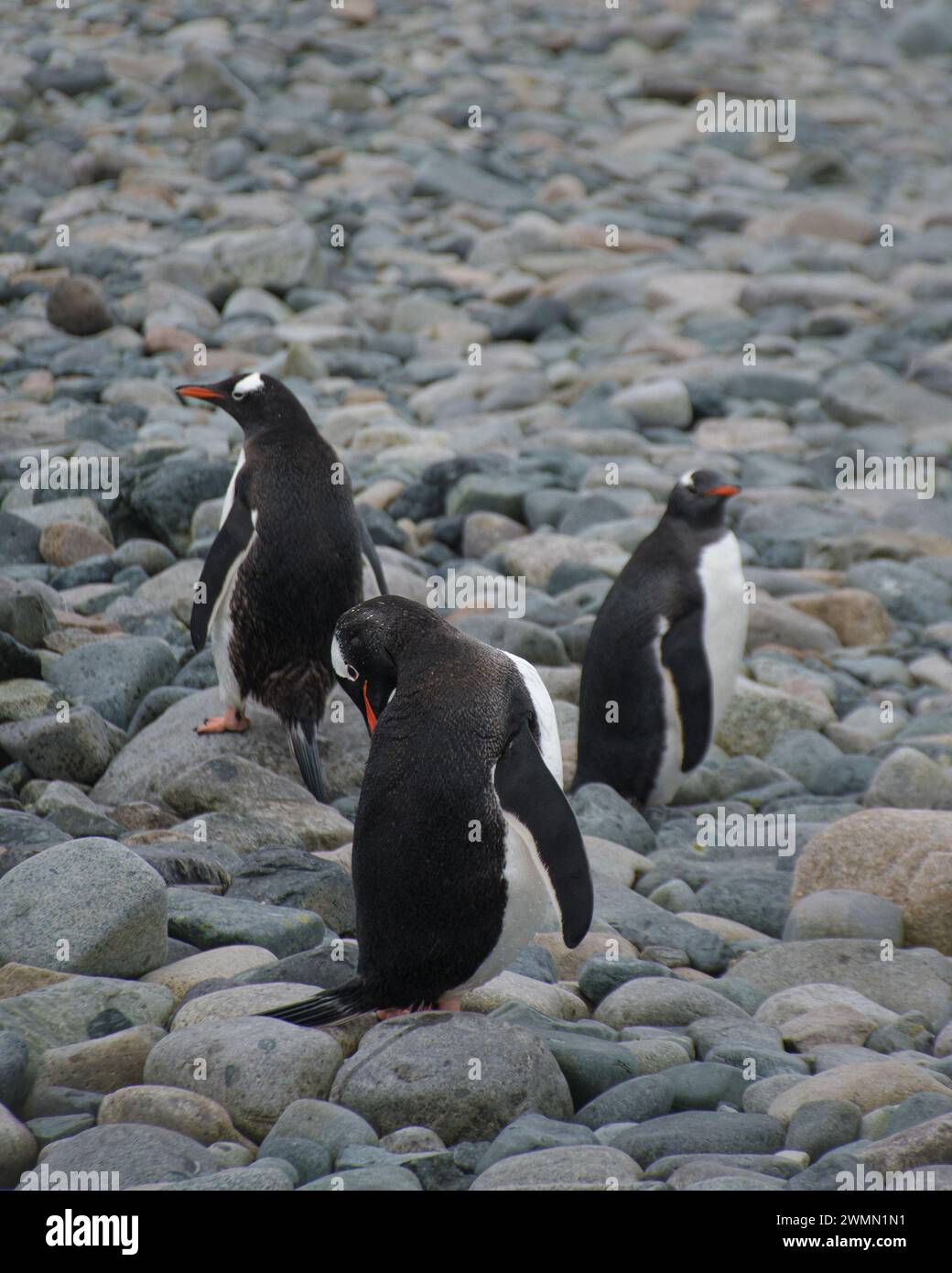 Während einer Expedition in die Antarktis hatte ich die Gelegenheit, diese Fotos von Pinguinen in ihrer natürlichen Umgebung zu machen, ein sehr aufregendes Erlebnis. Stockfoto