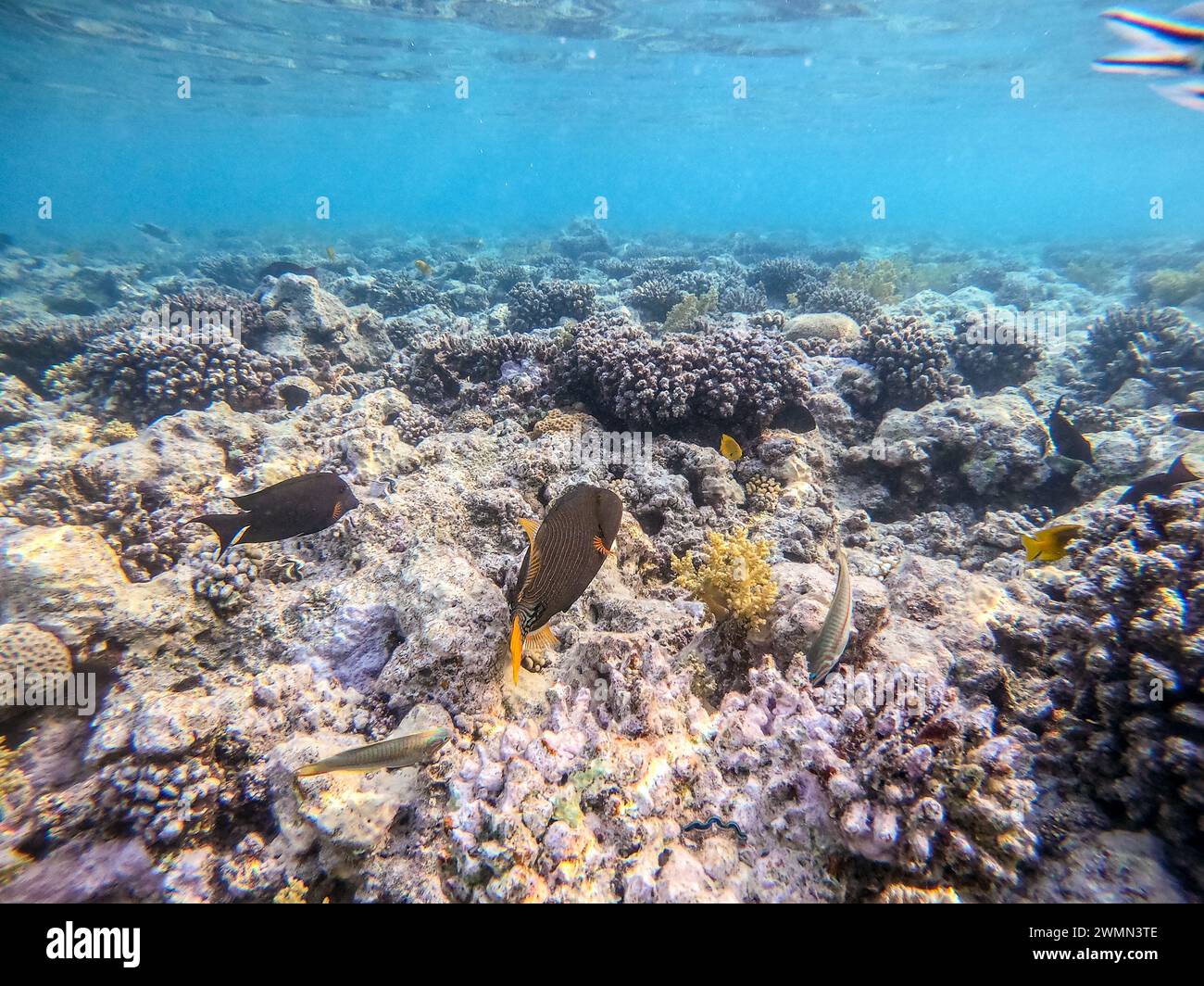 Tropische orange gestreifte Drückerfische, bekannt als Balistapus undulatus unter Wasser am Korallenriff. Unterwasserwelt des Riffs mit Korallen und tropischen Fischen. Stockfoto