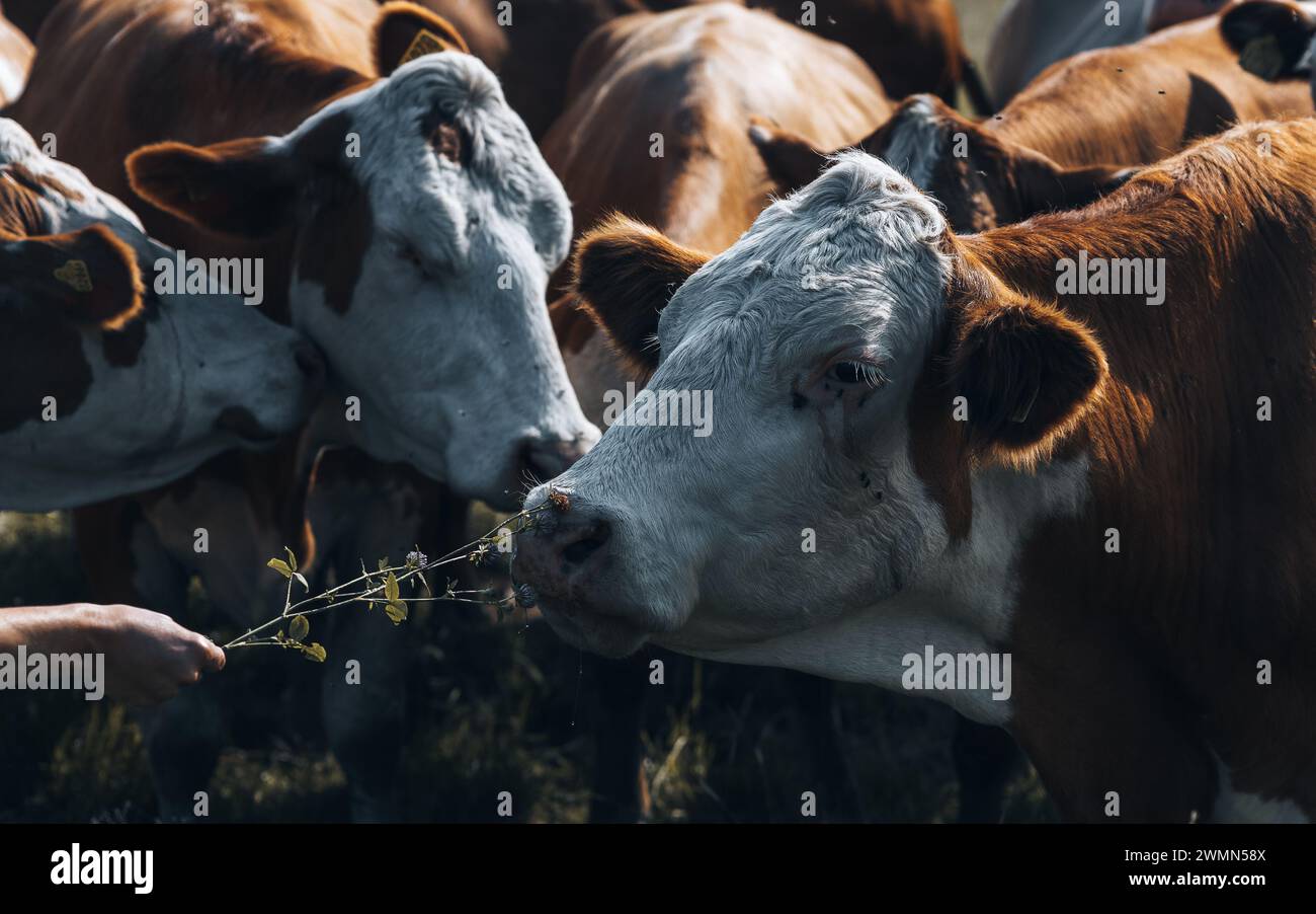 Die Kühe, die im Sommer in einer schwedischen Landschaft weiden, umgeben von Blumen Stockfoto