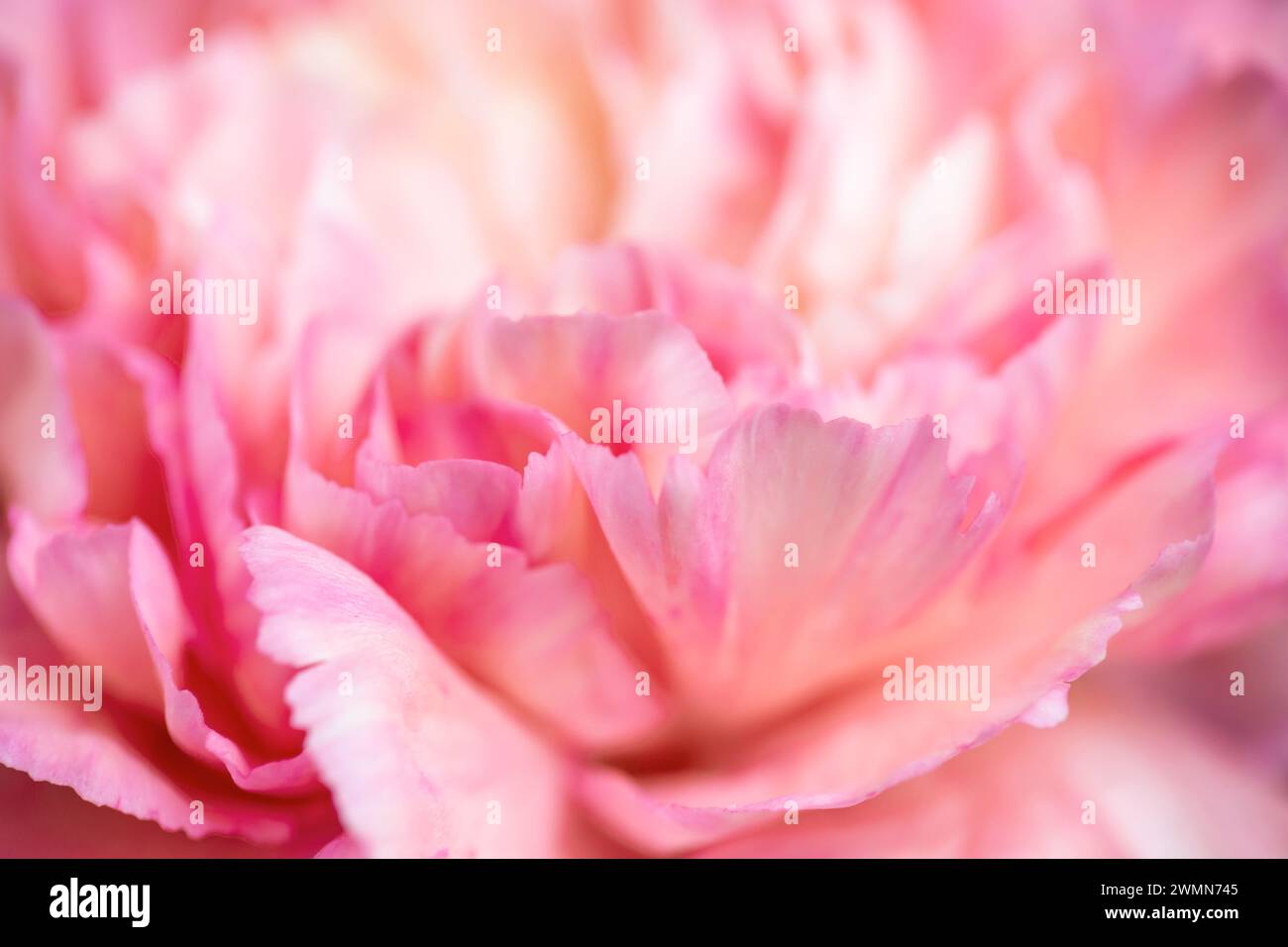 Extreme Nahaufnahme einer rosa Pfingstrose Blume, abstrakter Blumenhintergrund Stockfoto