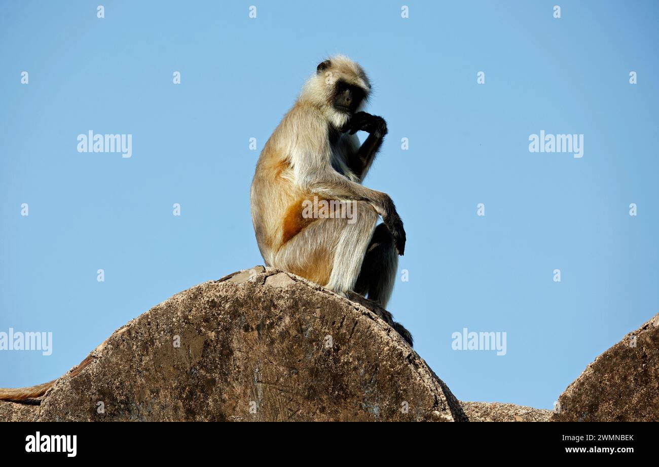 Langur-Affen im Fort Ranthambore in Indien Stockfoto