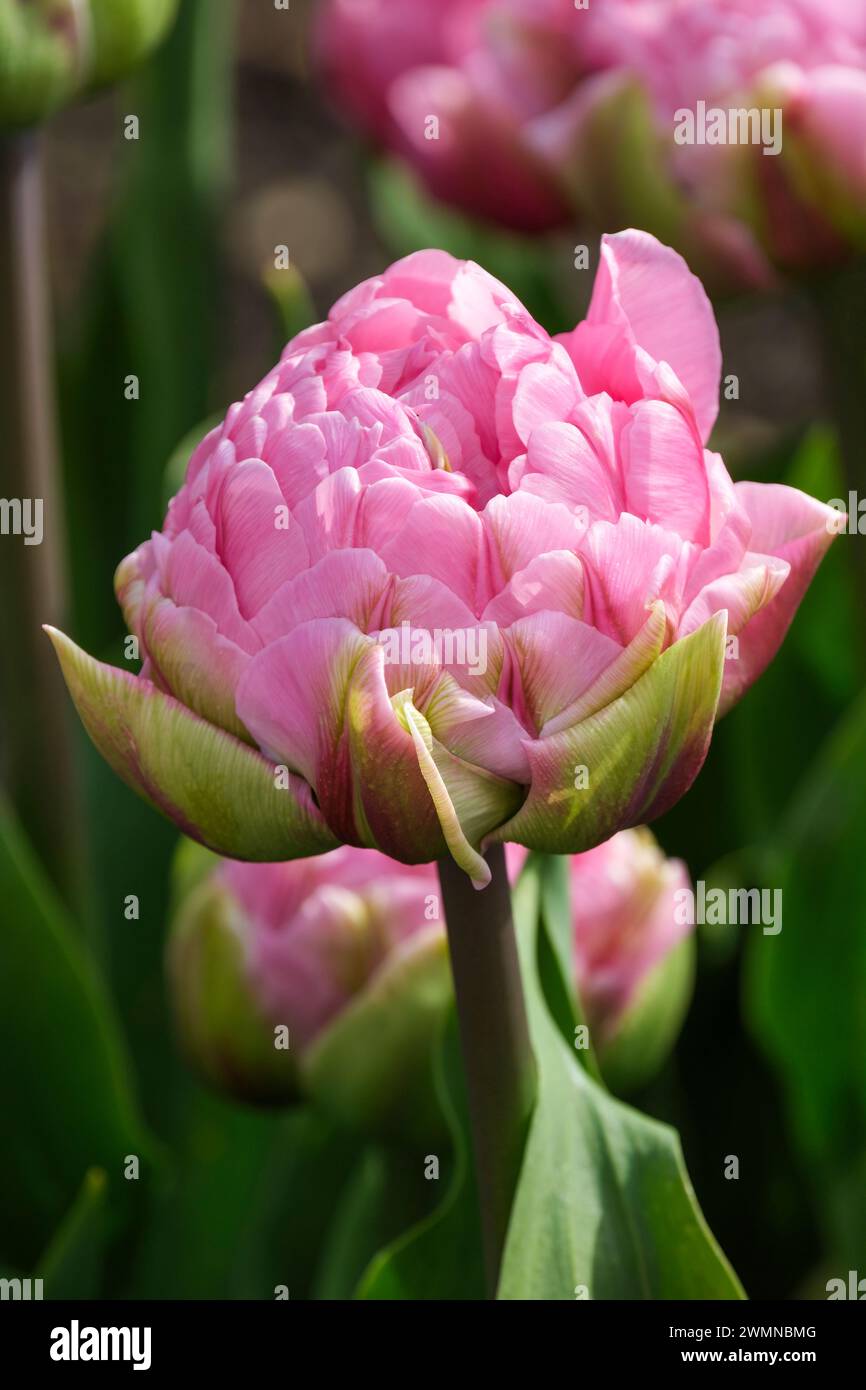 Tulipa Dressing, breit lanzenförmig, graugrüne Blätter, doppelte, pfingstrosenförmige rosa Blüten, grünliche äußere Blütenblätter Stockfoto