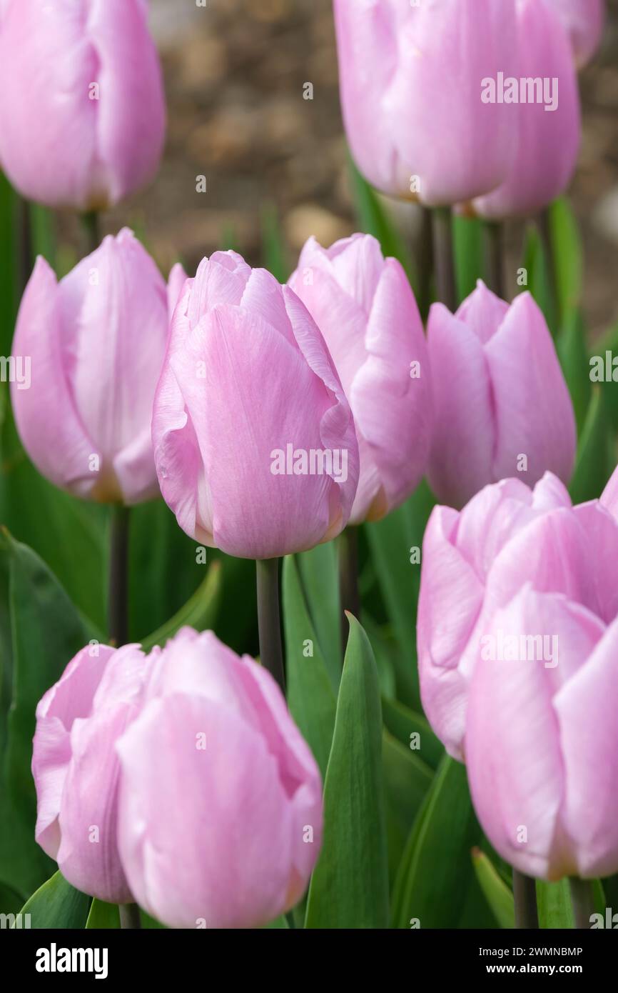 Tulipa Candy Prince, Tulpe Candy Prince, aufrechte Blätter, blasslila, tassenförmige Blüten Stockfoto