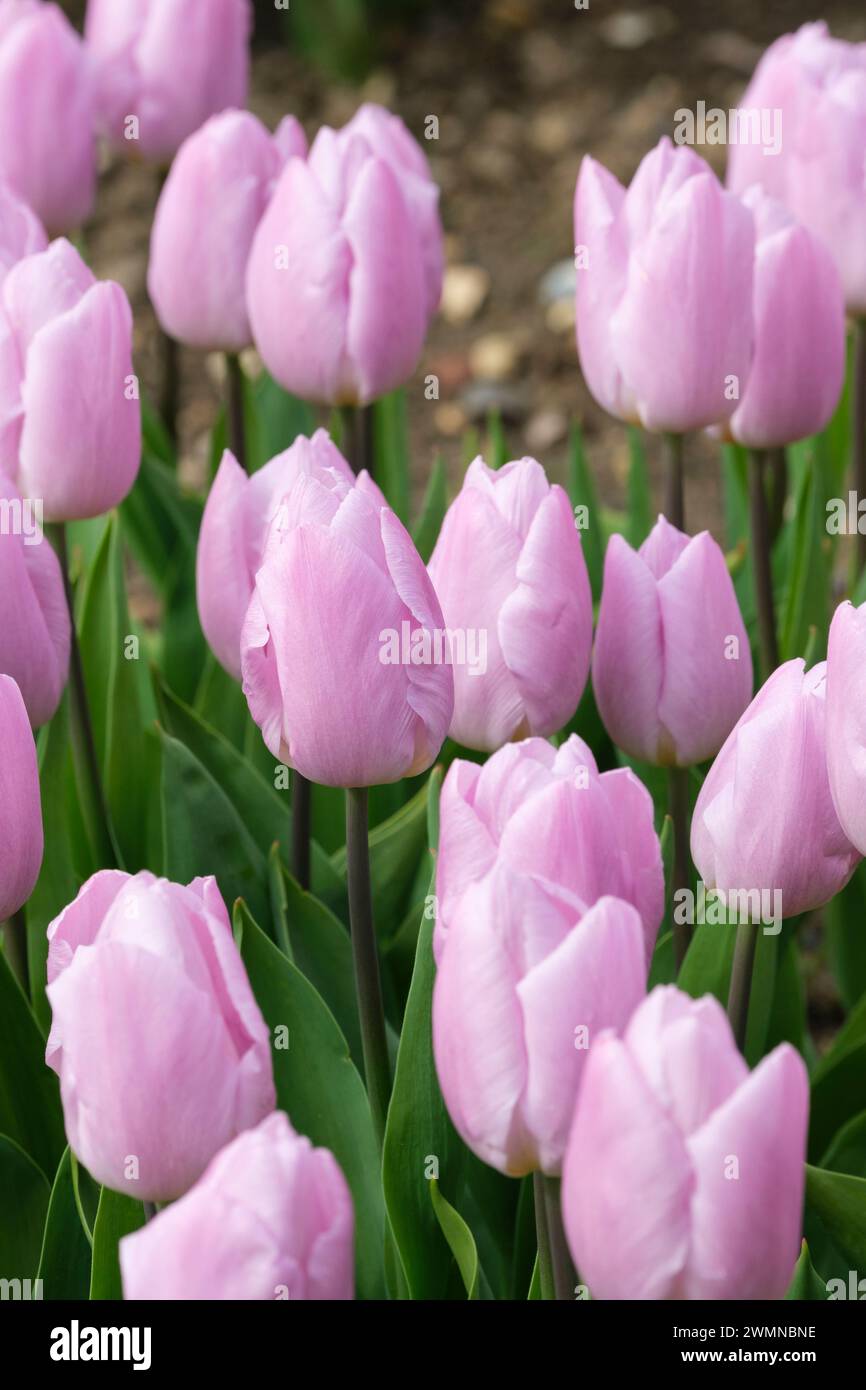 Tulipa Candy Prince, Tulpe Candy Prince, aufrechte Blätter, blasslila, tassenförmige Blüten Stockfoto