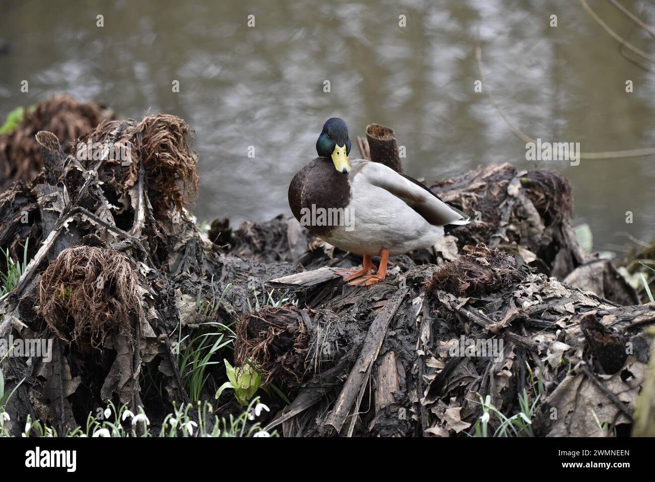 Drake Mallard (Anas platyrhynchos) am Seeufer von Dead Wood und verrottender Vegetation, Kopf gedreht zur Kamera, mit weichem Wasser Hintergrund, Großbritannien Stockfoto