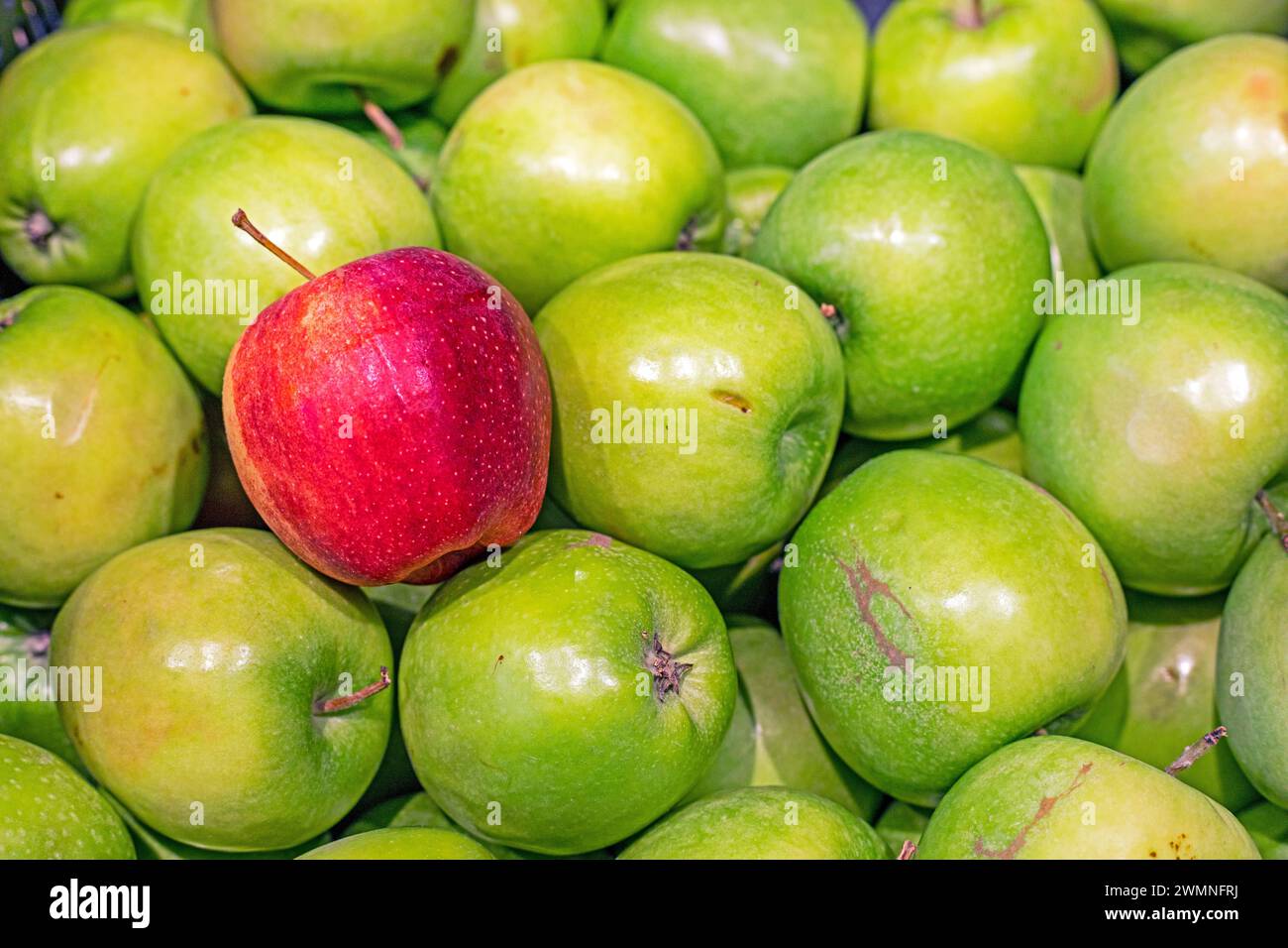 Ein roter Apfel liegt auf grünen Äpfeln. Authentizität Stockfoto