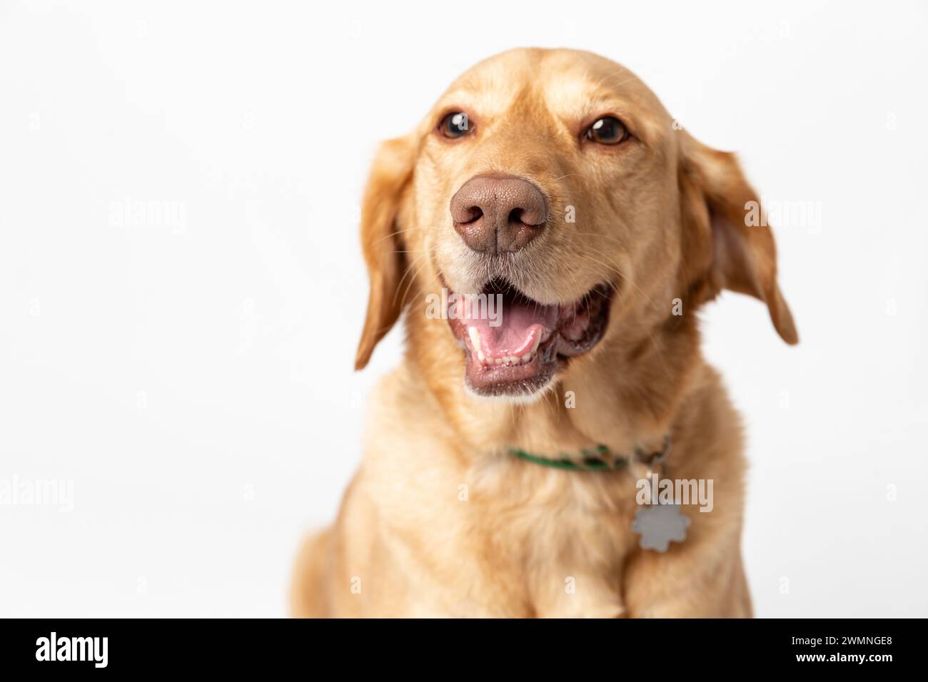 Nahaufnahme Horisontal-Atelierporträt eines lächelnden Retrievers labrador auf weißem Hintergrund. Heimtiere Hundezuchtkonzept Stockfoto