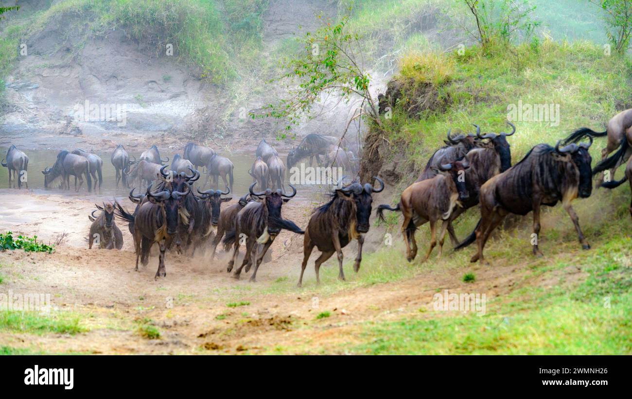 Gnus (Connochaetes taurinus) überquert einen kleinen Fluss in Maasai Mara, Kenia. Stockfoto