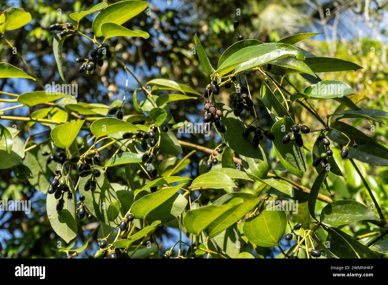 Schwarzer Pfeffer (Piper nigrum) ist eine blühende Rebe der Familie Piperaceae, die wegen ihrer Früchte (Pfeffer) angebaut wird; Stockfoto