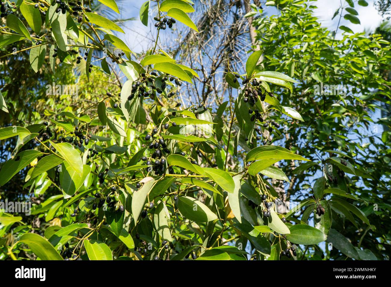 Schwarzer Pfeffer (Piper nigrum) ist eine blühende Rebe der Familie Piperaceae, die wegen ihrer Früchte (Pfeffer) angebaut wird; Stockfoto