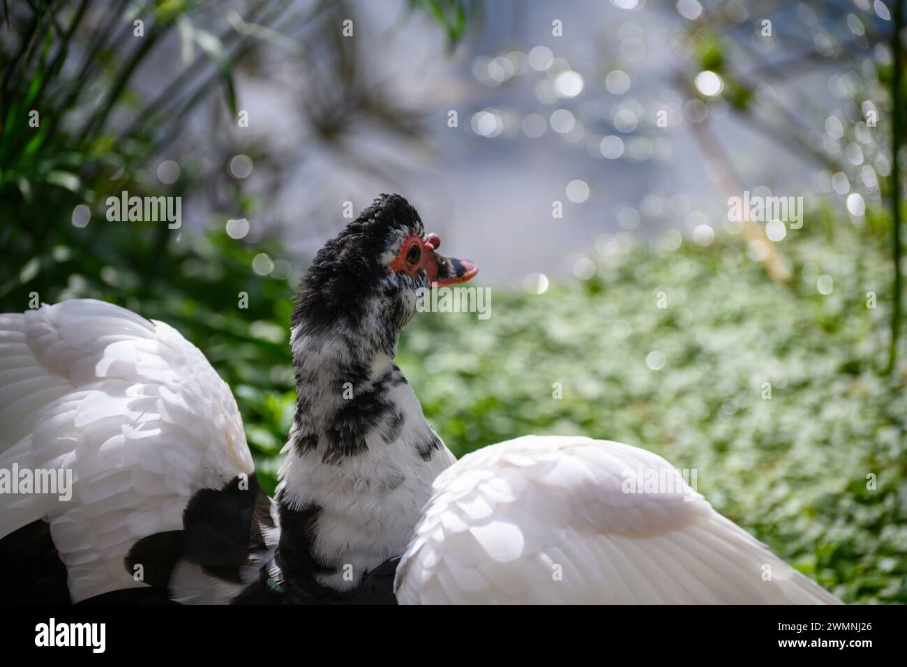 Die Moschusente (Cairina moschata), auch bekannt als Barbarenente, ist eine tropische Ente, die domestiziert wurde. Es wird aufgezogen Stockfoto