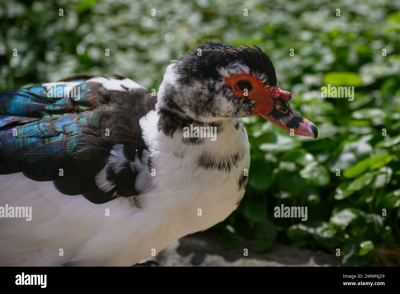 Die Moschusente (Cairina moschata), auch bekannt als Barbarenente, ist eine tropische Ente, die domestiziert wurde. Es wird aufgezogen Stockfoto