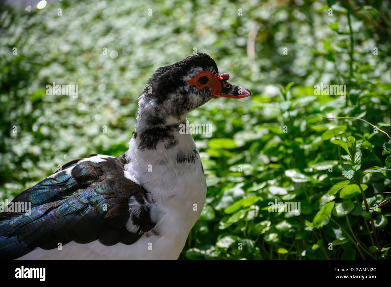 Die Moschusente (Cairina moschata), auch bekannt als Barbarenente, ist eine tropische Ente, die domestiziert wurde. Es wird aufgezogen Stockfoto