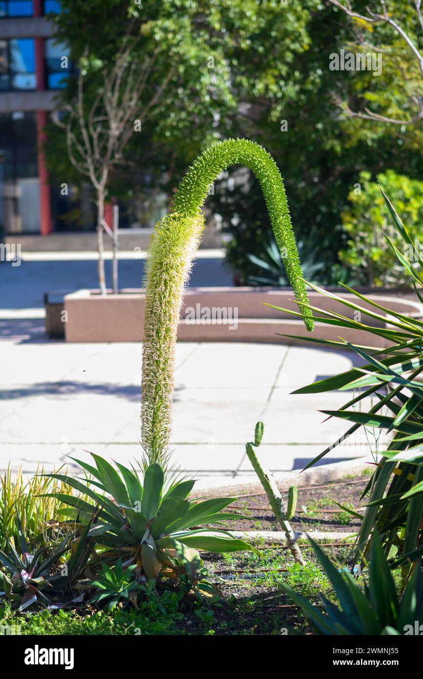 Agave attenuata ist eine blühende Pflanzenart aus der Familie der Sparagaceae, die auch als Fuchsschwanz oder Löwenschwanz bezeichnet wird. Der Name Schwanenhals Agave r Stockfoto