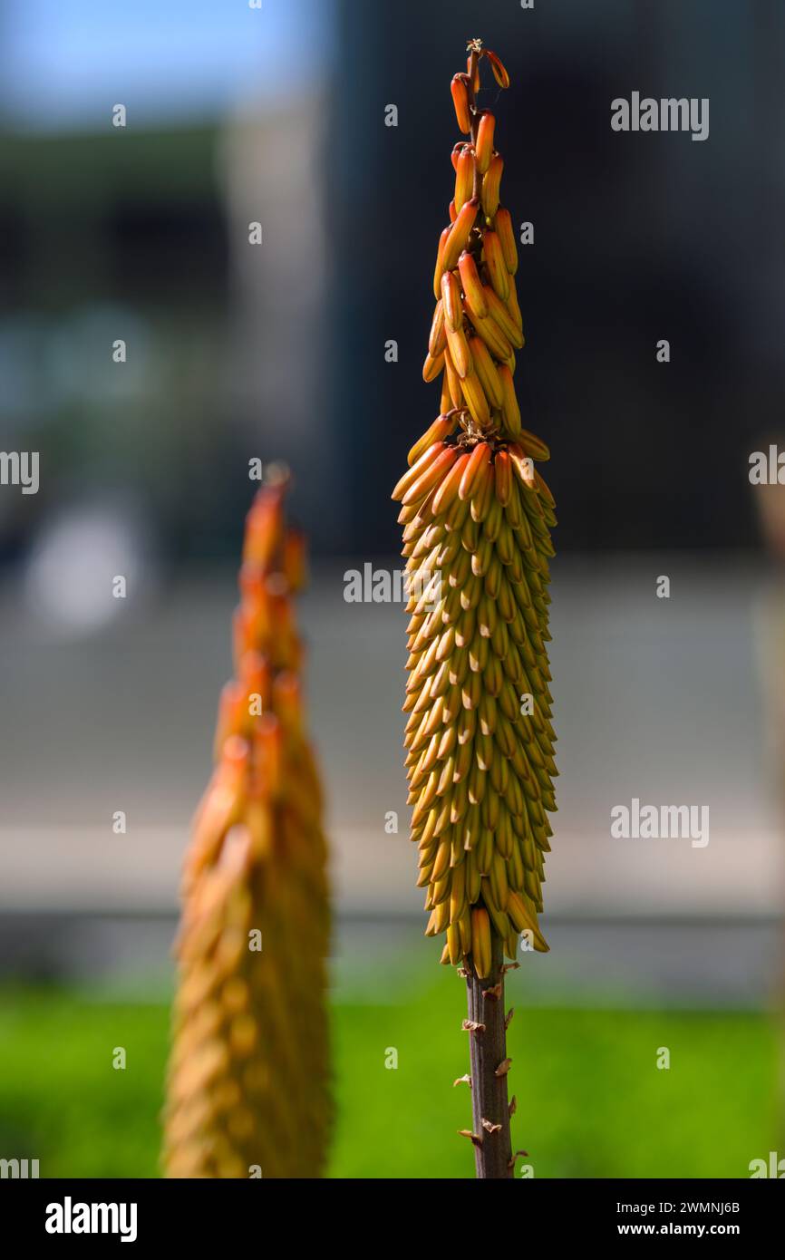 Blumen einer Aloe Poker Pflanze fotografiert in einem städtischen Kakteen Garten in Tel Aviv Stockfoto