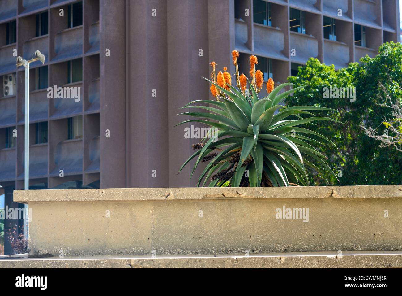 Orangenblüten einer Aloe-Pflanze, fotografiert in einem städtischen Kakteen-Garten in Tel Aviv Stockfoto