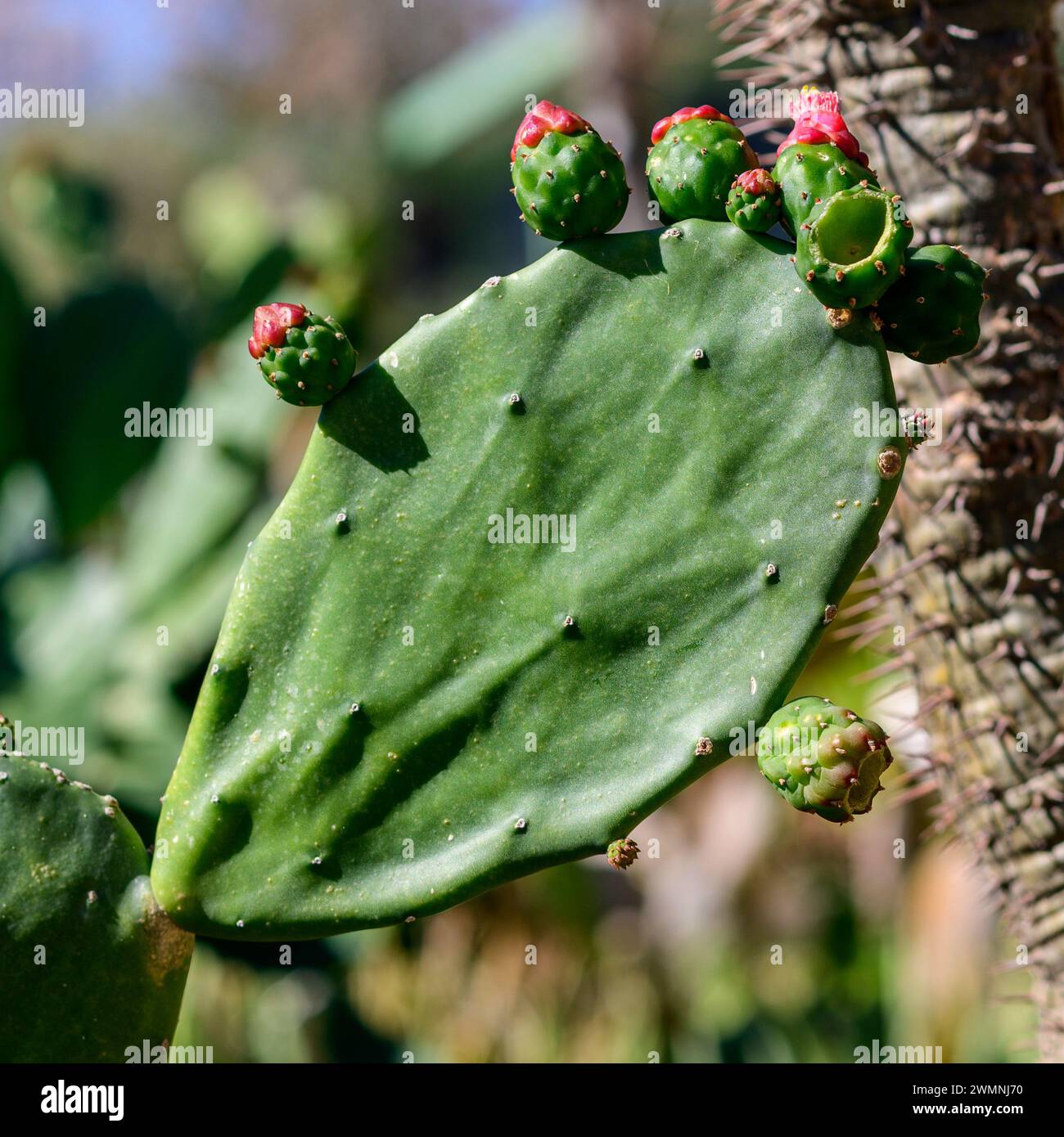 Rote Blüte und unreife Frucht eines Opuntia cochenillifera [Cochineal Cactus, Cochineal Nopal Cactus, Cochineal Opuntia, Nopal Cactus, Feigenkaktus Syn Stockfoto