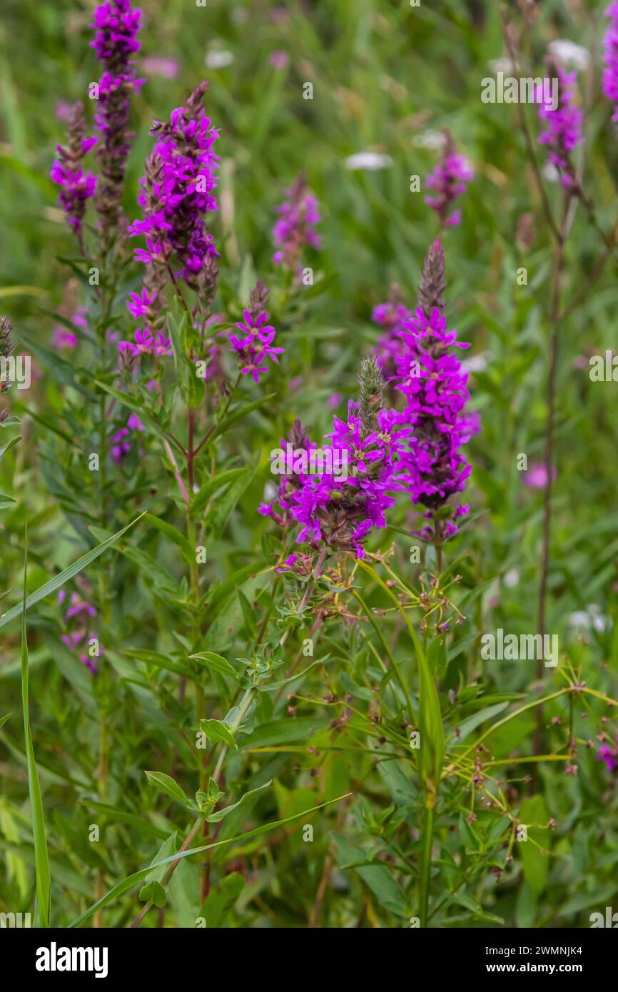 Lythrum salicaria - violettes Loosestrife, gespiktes Loosestrife, violettes Lythrum. Stockfoto