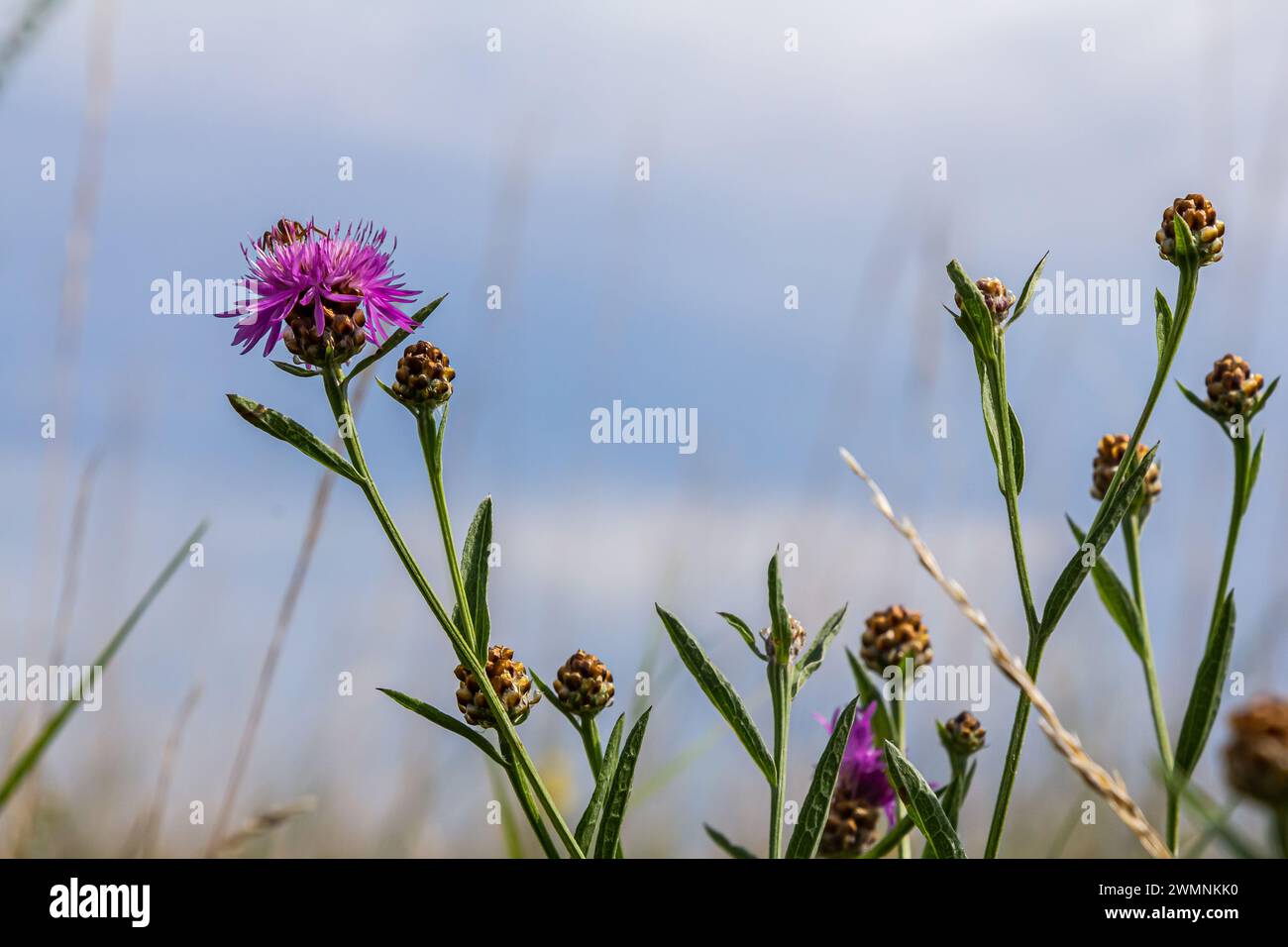 Centaurea scabiosa subsp. Apiculata, Centaurea apiculata, Asteraceae. Wilde Pflanze im Sommer. Stockfoto