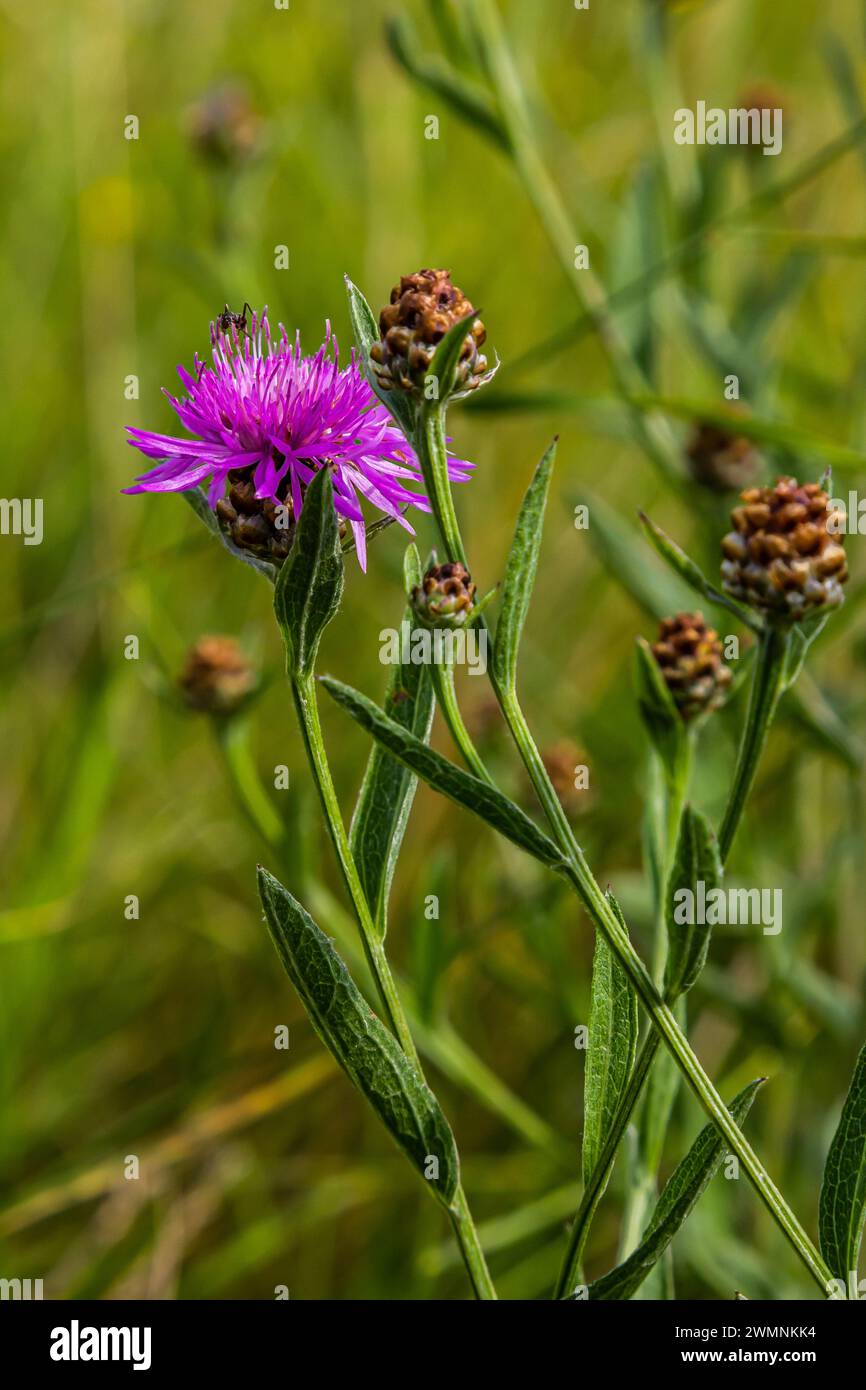 Centaurea scabiosa subsp. Apiculata, Centaurea apiculata, Asteraceae. Wilde Pflanze im Sommer. Stockfoto