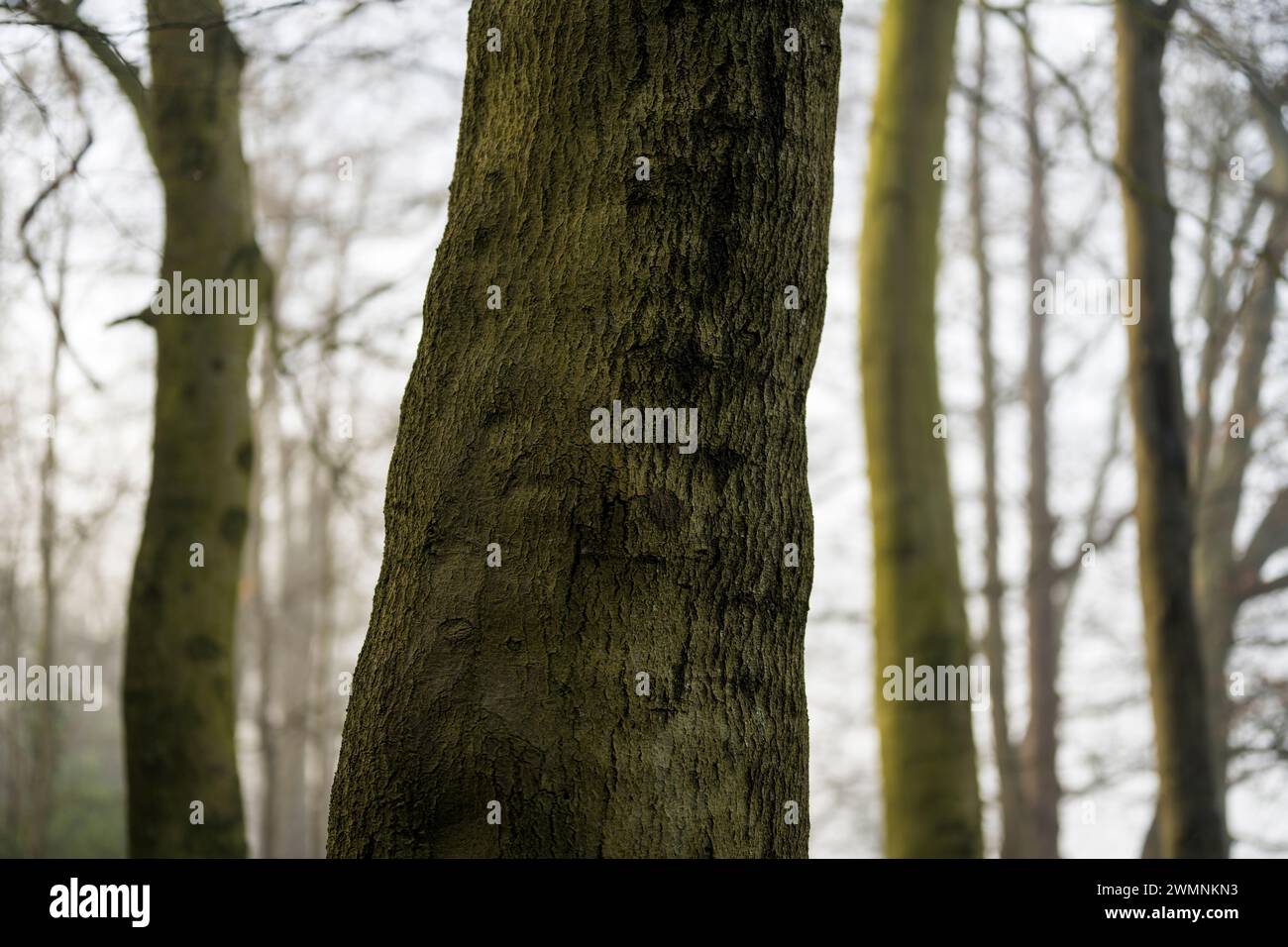 Winter, Nebelmorgen, Woodland, Balmore Walk, Caversham, Reading, Berkshire, England, Großbritannien, GB. Stockfoto