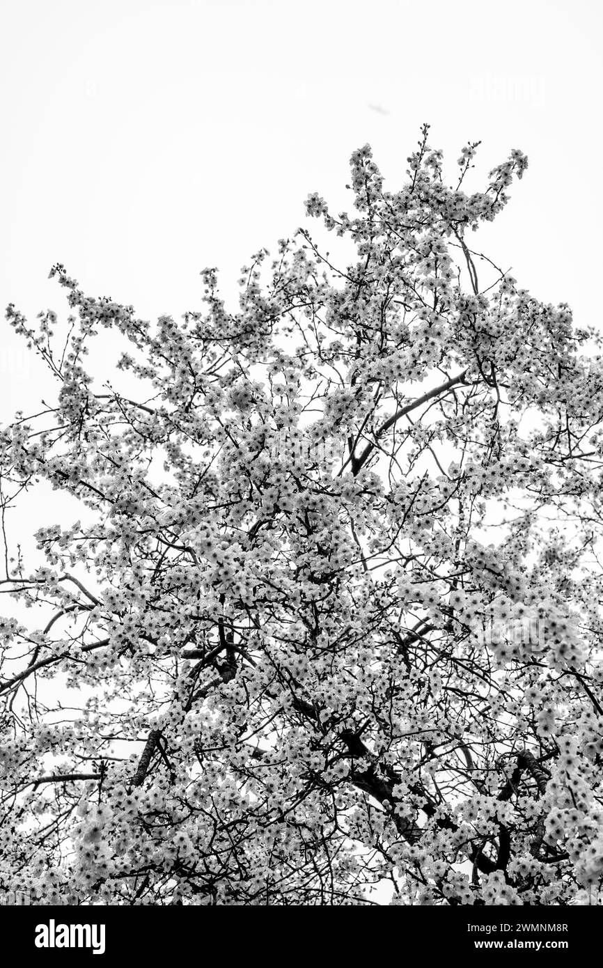 Frühlingsbaumblüte, Christchurch Meadows, Caversham, Reading, Berkshire, England, Großbritannien, GB. Stockfoto