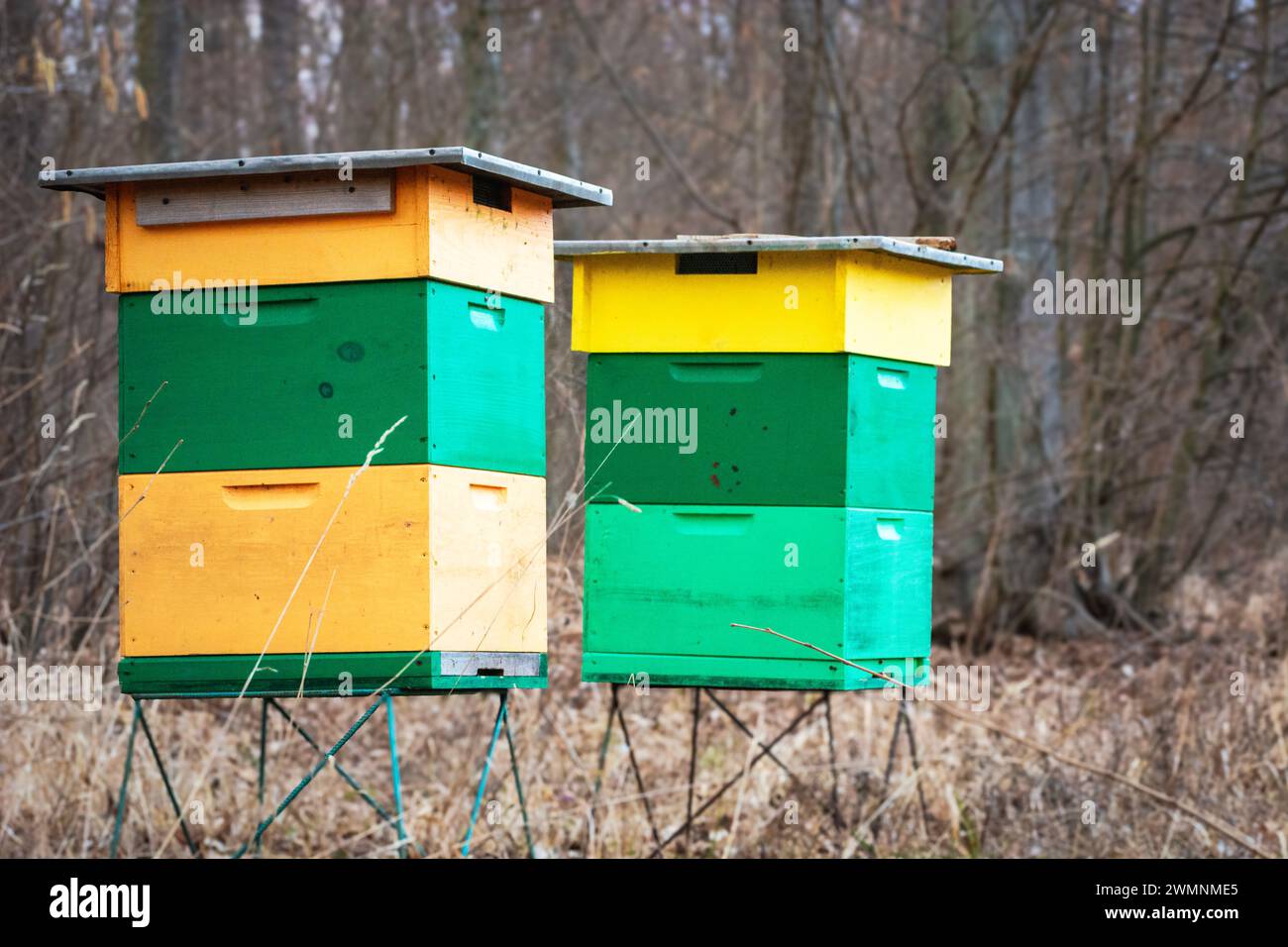 Bienenstöcke im Wald, Frühlingstag, Ostpolen Stockfoto