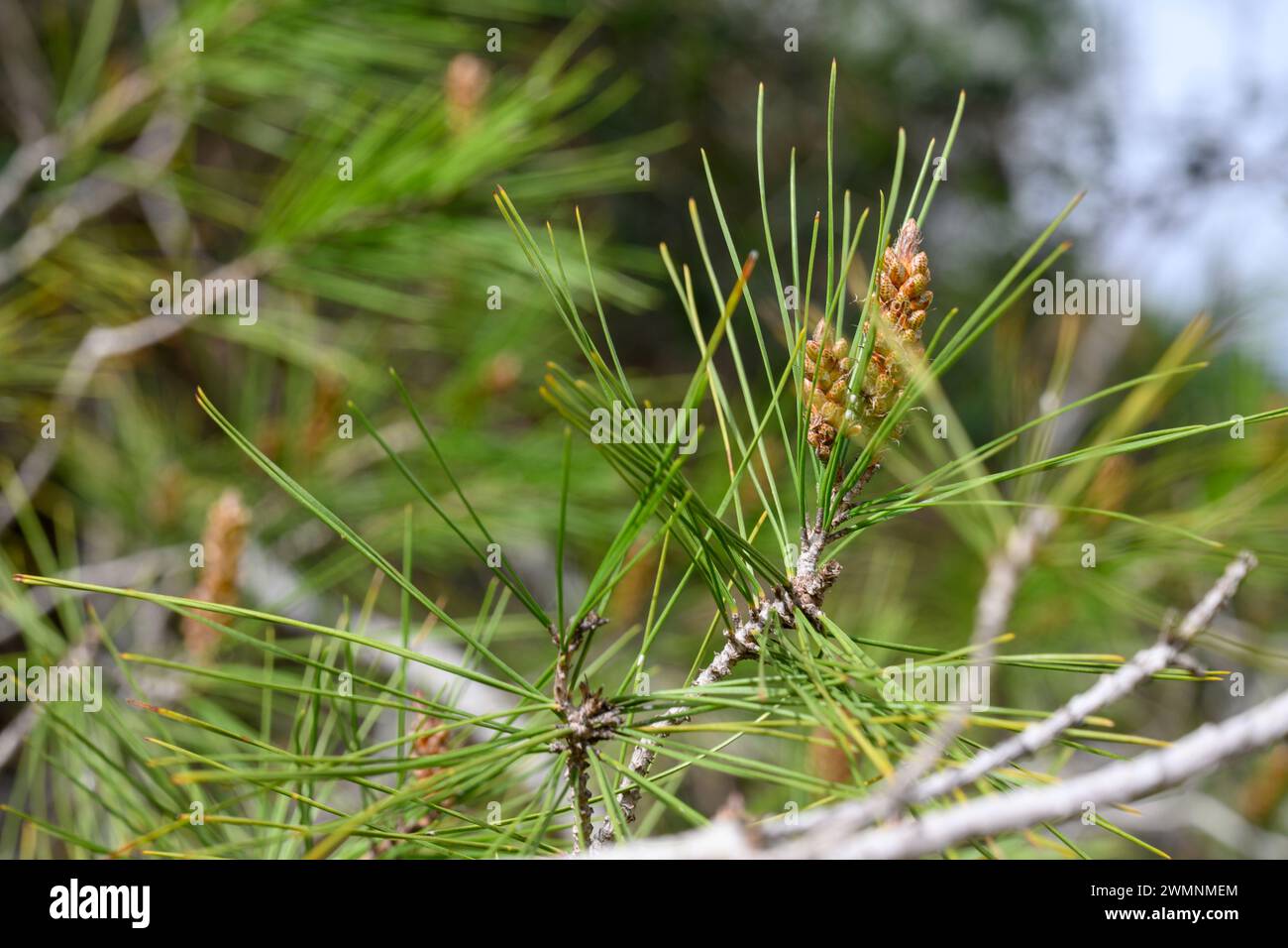 Männliche Reproduktionsorgane einer Jerusalem-Kiefer oder Aleppo-Kiefer (Pinus halepensis), fotografiert in den Jerusalem Hills, nahe Beit Shemesh, Israel Stockfoto