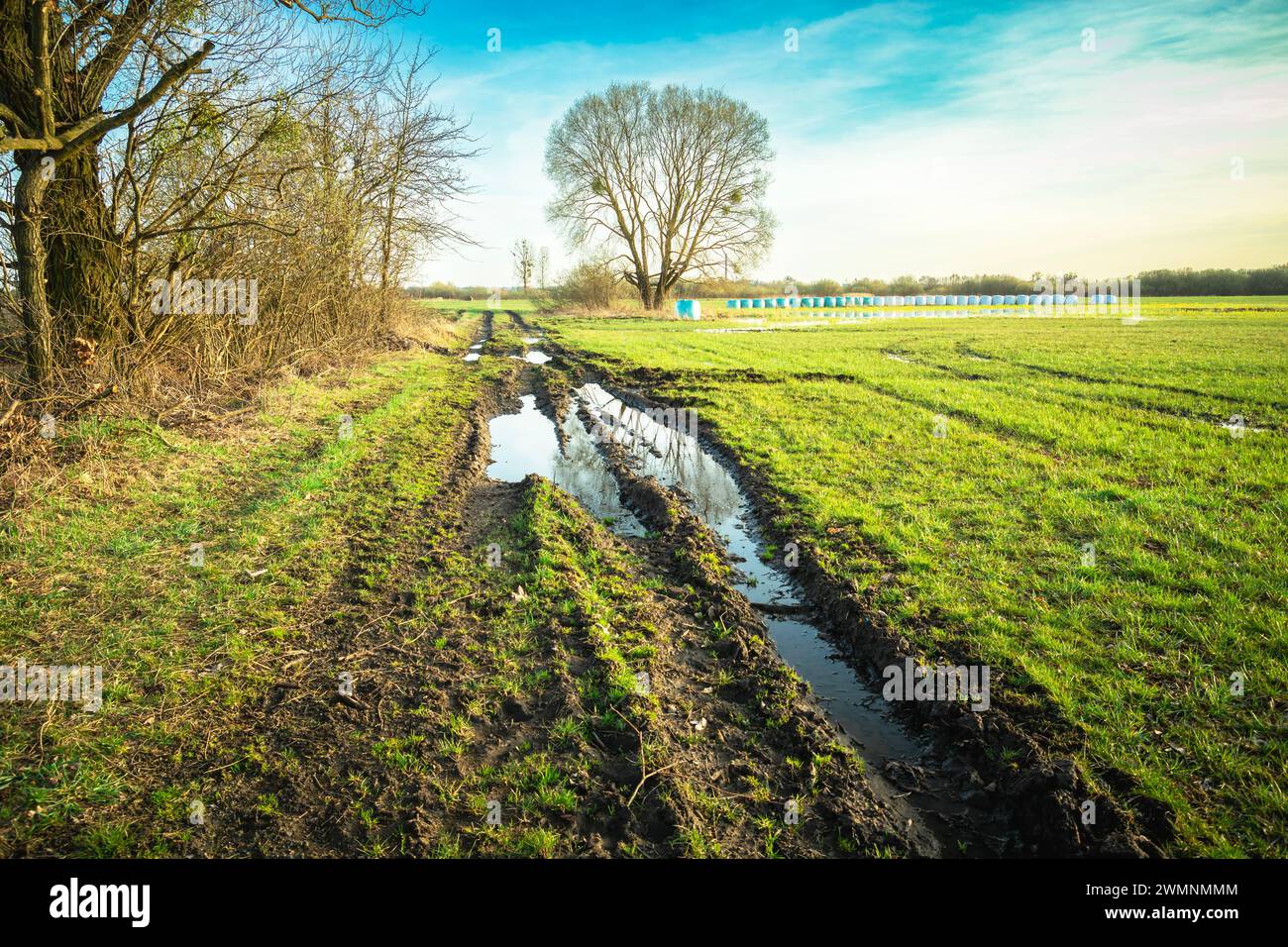 Pfützen auf einem Feldweg neben einer Wiese mit einem Baum, Frühlingstag, Ostpolen Stockfoto