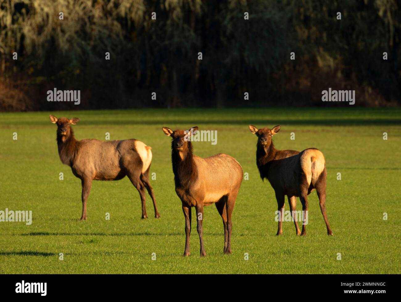 Roosevelt Elk, William Finley National Wildlife Refuge, Oregon Stockfoto