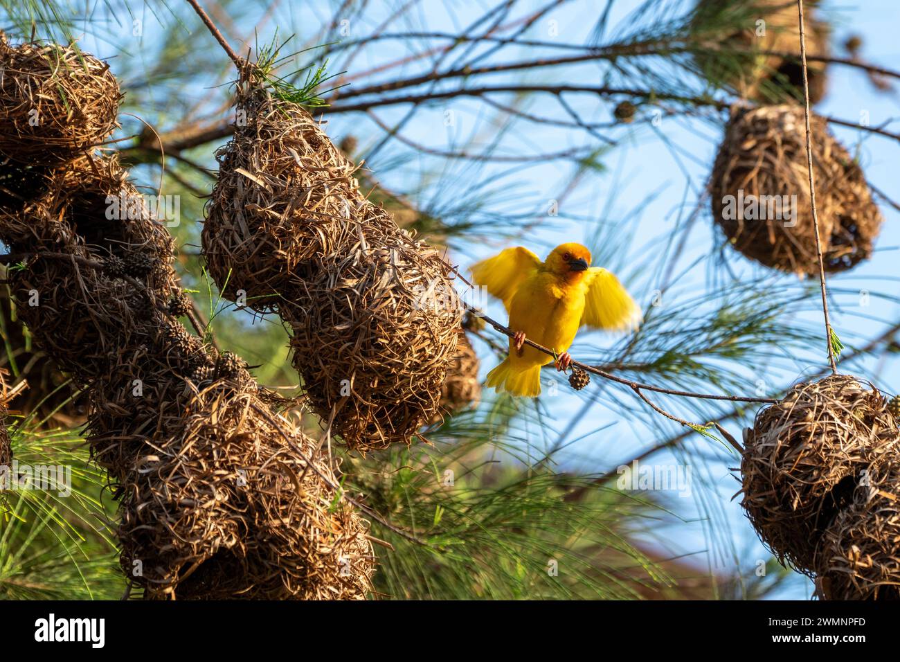 Webervogelnest der östliche Goldweber (Ploceus subaureus) ist eine Vogelart aus der Familie der Ploceidae. Sie kommt im Osten und Süden vor Stockfoto