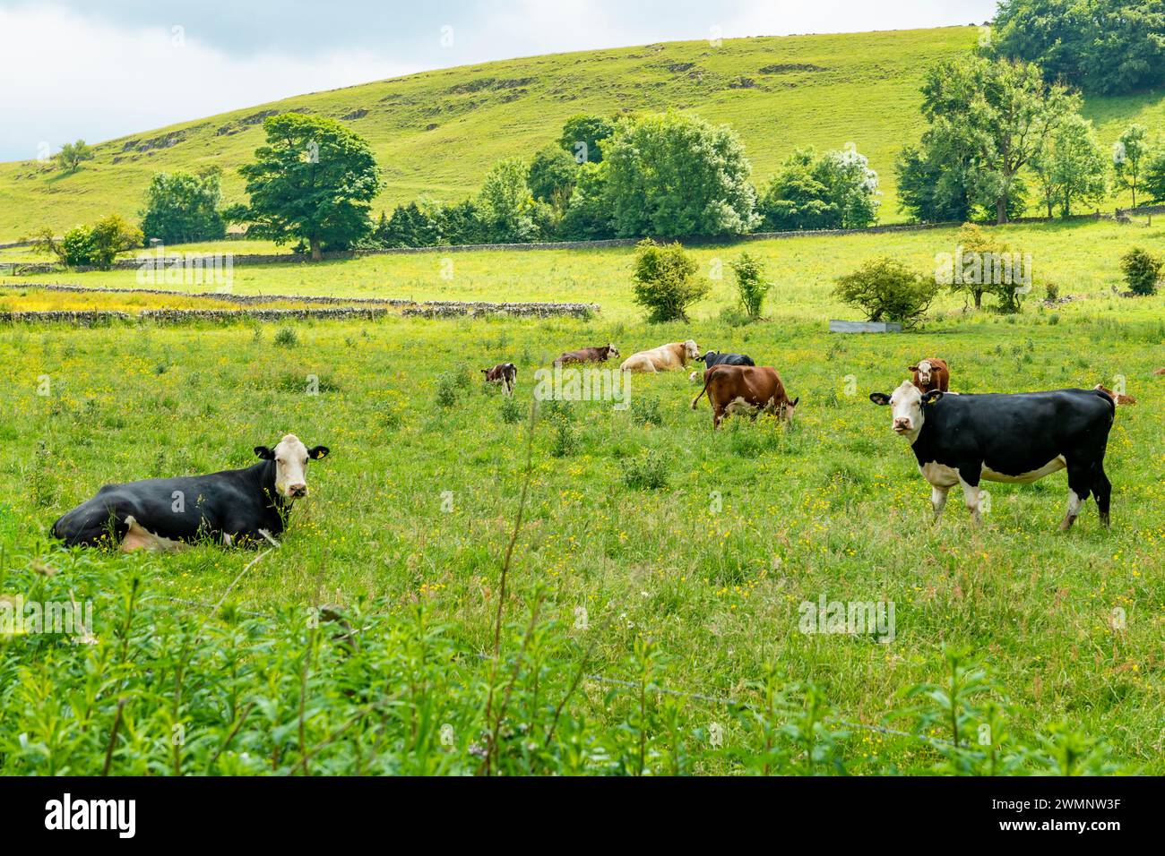 Idyllischer Schnappschuss von Kühen, die zufrieden auf einem landschaftlich reizvollen Feld inmitten grüner Landschaften weiden und sich in der Wärme der Sonne sonnen Stockfoto