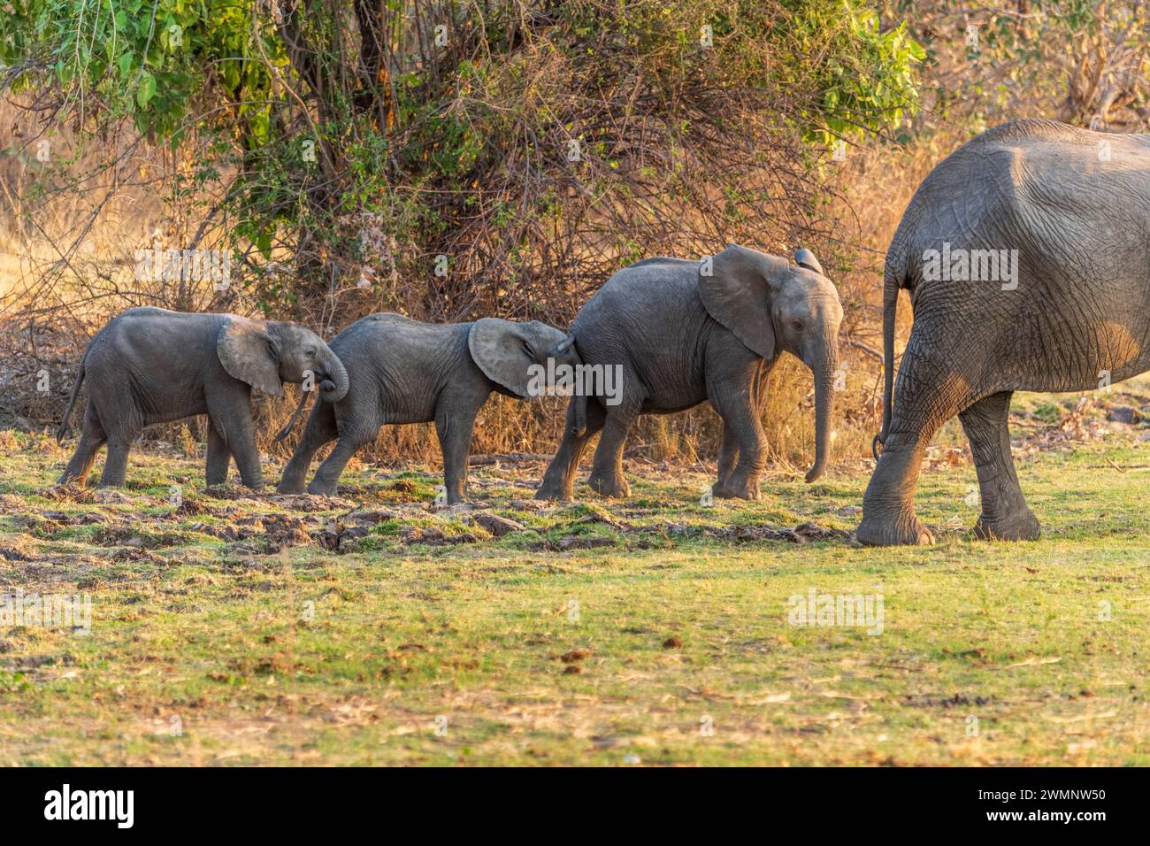 Loxodonta Africana führt drei junge Elefantenkälber bei Sonnenuntergang im South Luangwa National Park in Sambia an Stockfoto