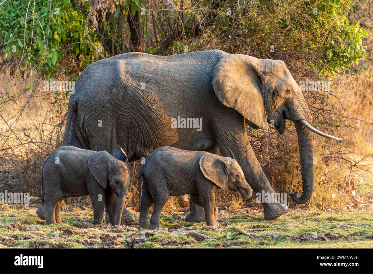 Weibliche afrikanische Elefanten (Loxodonta Africana), die bei Sonnenuntergang mit zwei jungen Elefantenkälbern im South Luangwa National Park in Sambia, Südafrika, spazieren gehen Stockfoto