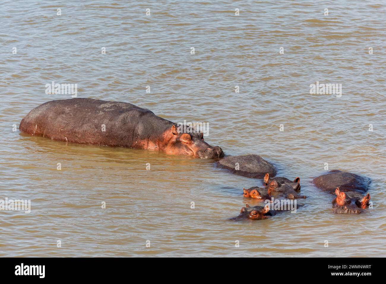 Ein Nilpferd (Hippopotamus amphibius) mit jungen Kälbern im Luangwa River im South Luangwa National Park in Sambia, Südafrika Stockfoto