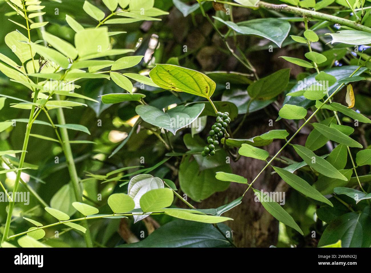 Schwarzer Pfeffer (Piper nigrum) ist eine blühende Rebe der Familie Piperaceae, die wegen ihrer Früchte (Pfeffer) angebaut wird; Stockfoto