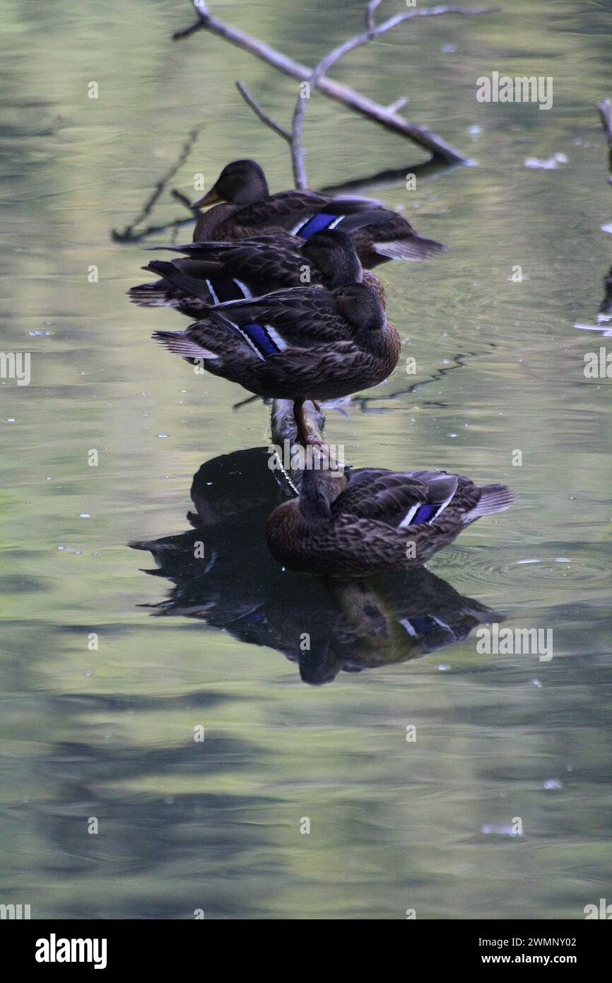 Stockente Enten auf dem Teich Stockfoto