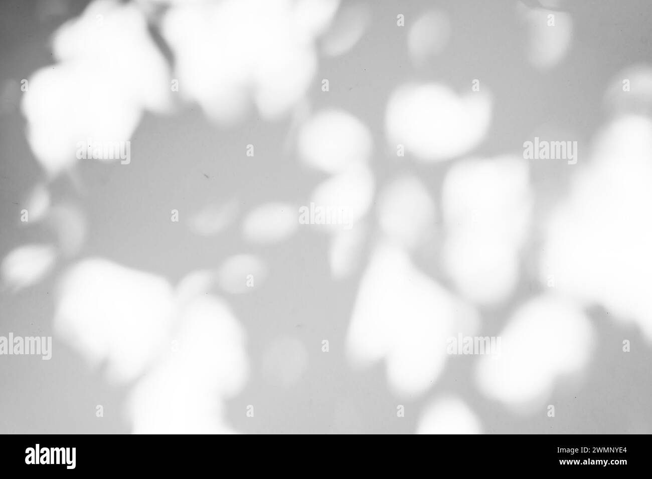 Sonnenlicht wirft Schatten auf die weiße Wand Stockfoto