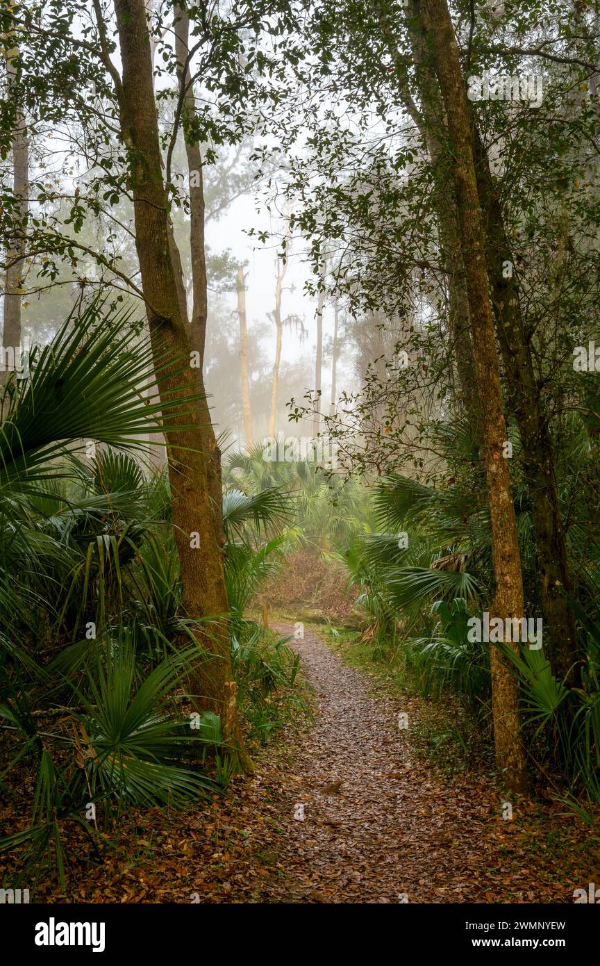 Waldweg mit Wald- und Palmenblättern im Paynes Prairie Preserve State Park, Florida, USA. Stockfoto