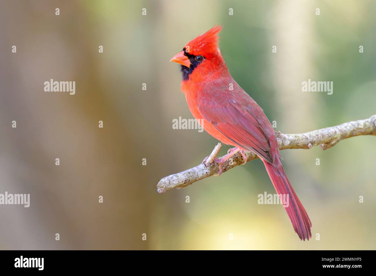 Nördlicher Kardinal (Cardinalis cardinalis), männlich auf einem Zweig, Paynes Prairie Preserve State Park, Florida, USA. Stockfoto