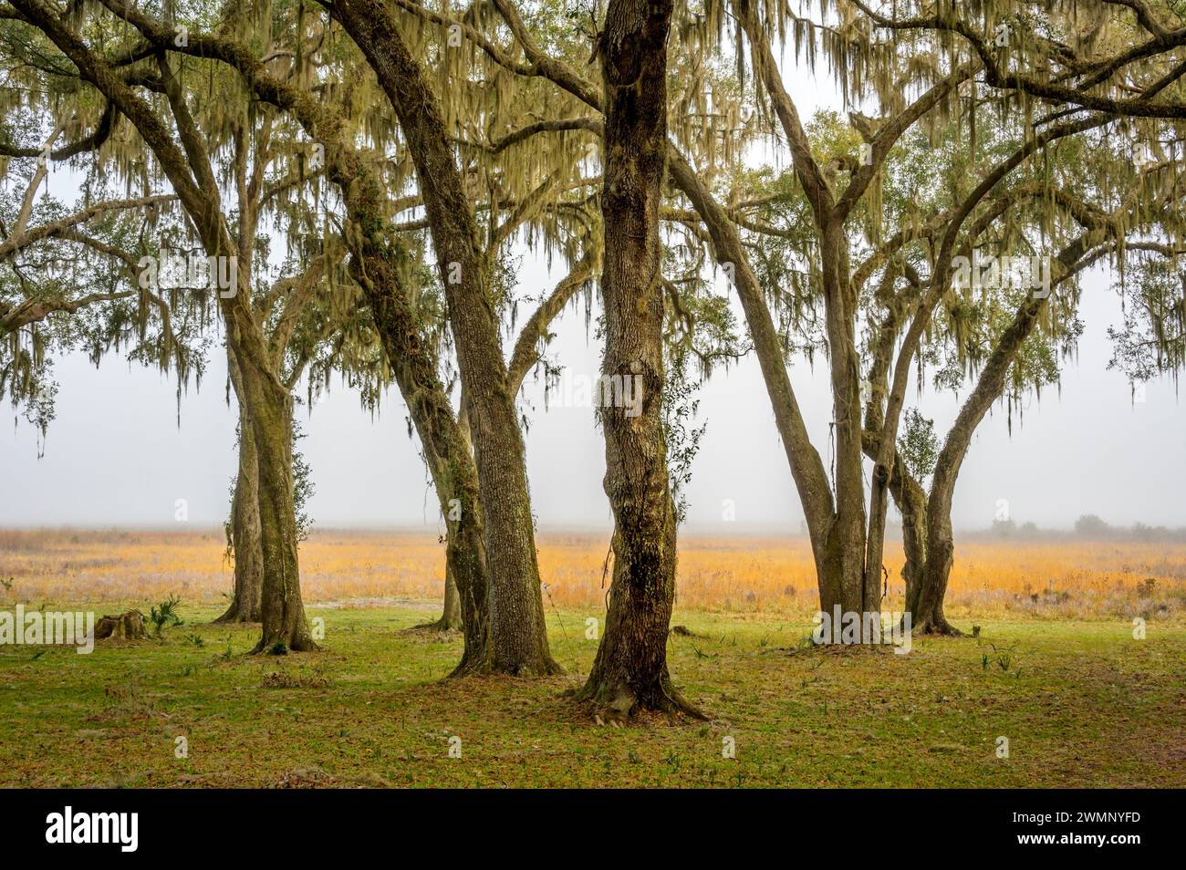 Mit spanischem Moos bedeckte Bäume im Paynes Prairie Preserve State Park, Florida, USA. Stockfoto