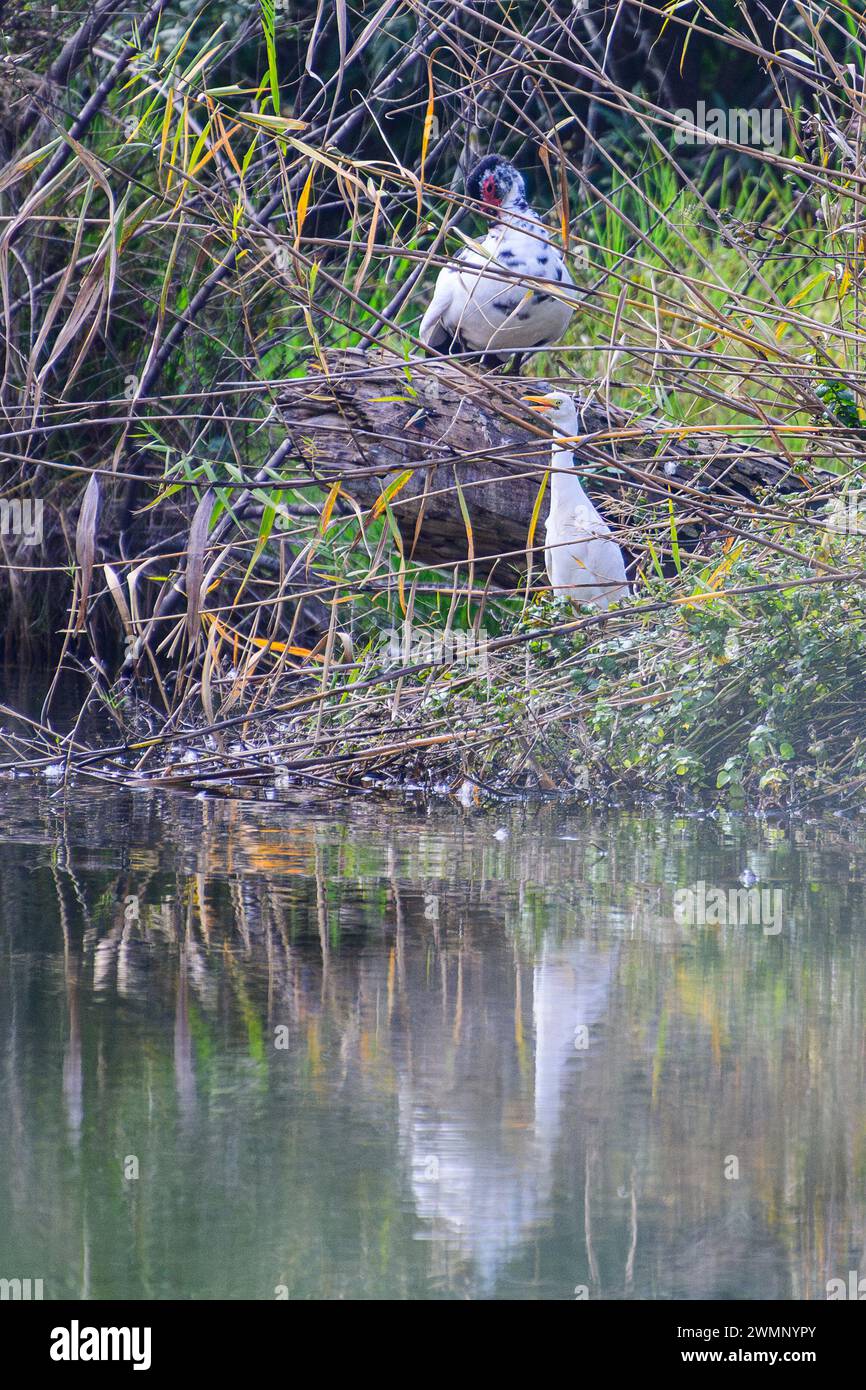 Moschusente (Cairina moschata) Rinderreiher (Bubulcus ibis) im Schilf eines Flusses Stockfoto