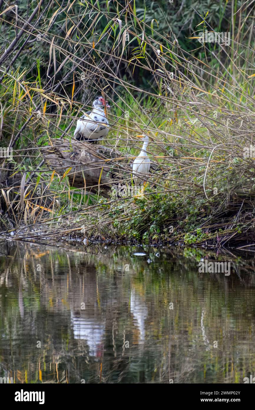 Moschusente (Cairina moschata) Rinderreiher (Bubulcus ibis) im Schilf eines Flusses Stockfoto
