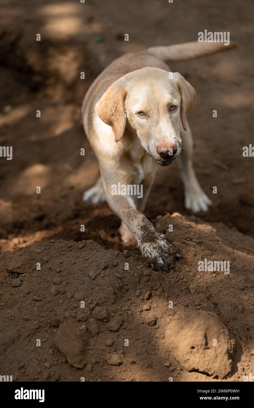 Lustiger labrador, der mit dem Boden vor dem Haus spielt Stockfoto