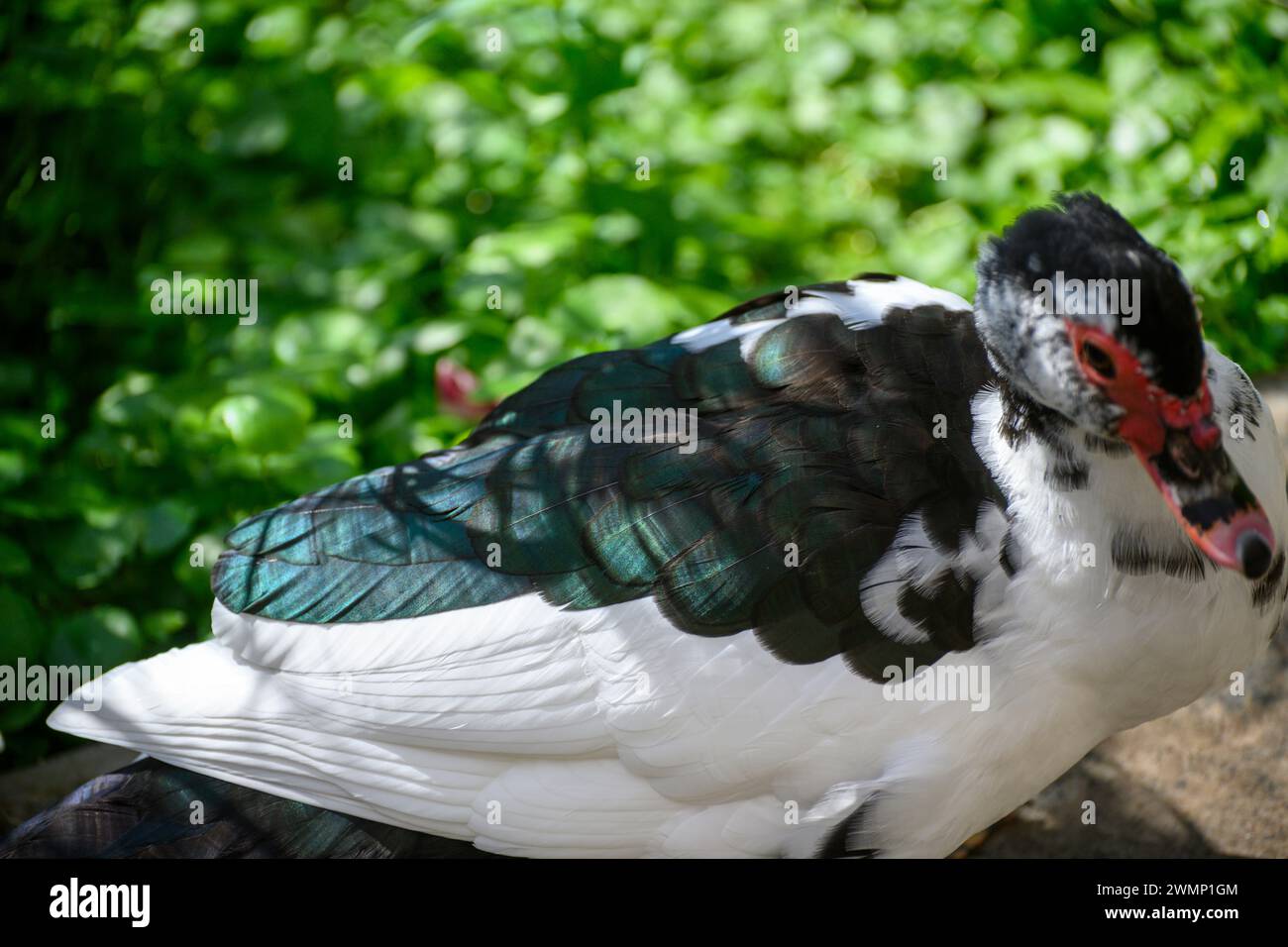 Die Moschusente (Cairina moschata), auch bekannt als Barbarenente, ist eine tropische Ente, die domestiziert wurde. Es wird aufgezogen Stockfoto