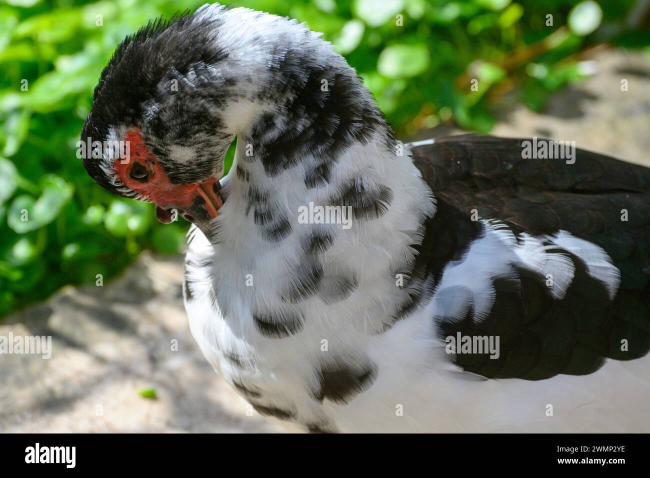 Die Moschusente (Cairina moschata), auch bekannt als Barbarenente, ist eine tropische Ente, die domestiziert wurde. Es wird aufgezogen Stockfoto