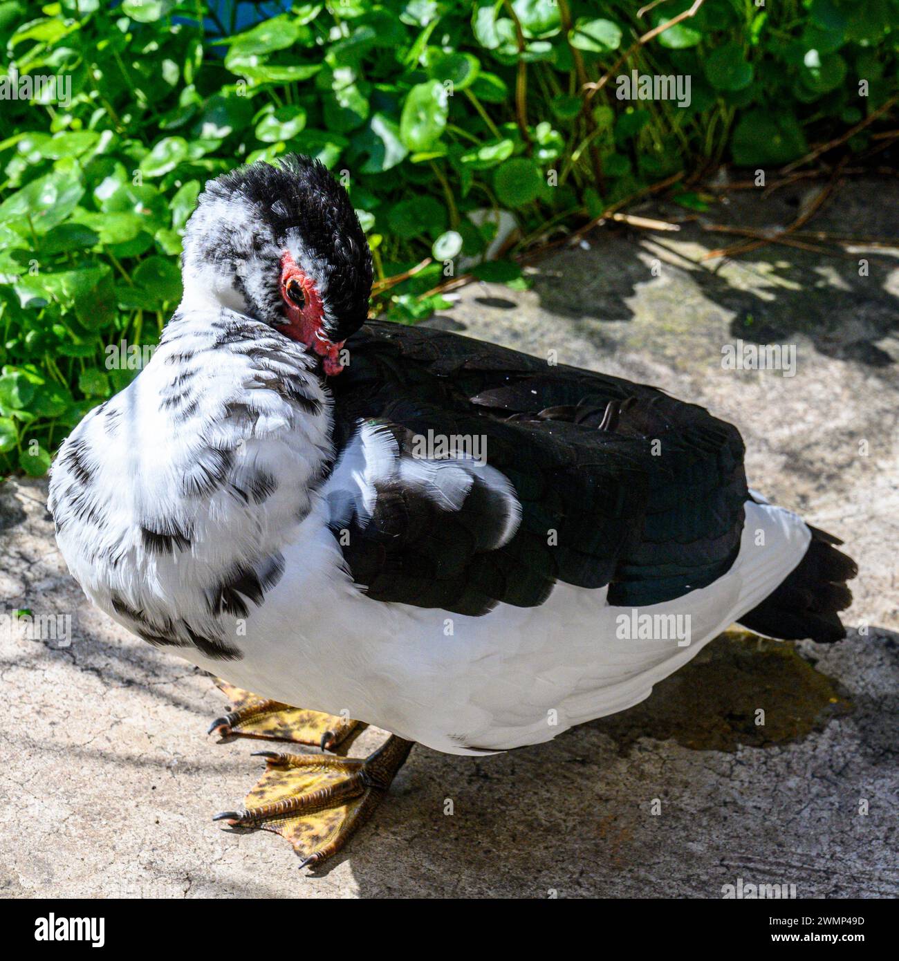 Die Moschusente (Cairina moschata), auch bekannt als Barbarenente, ist eine tropische Ente, die domestiziert wurde. Es wird aufgezogen Stockfoto