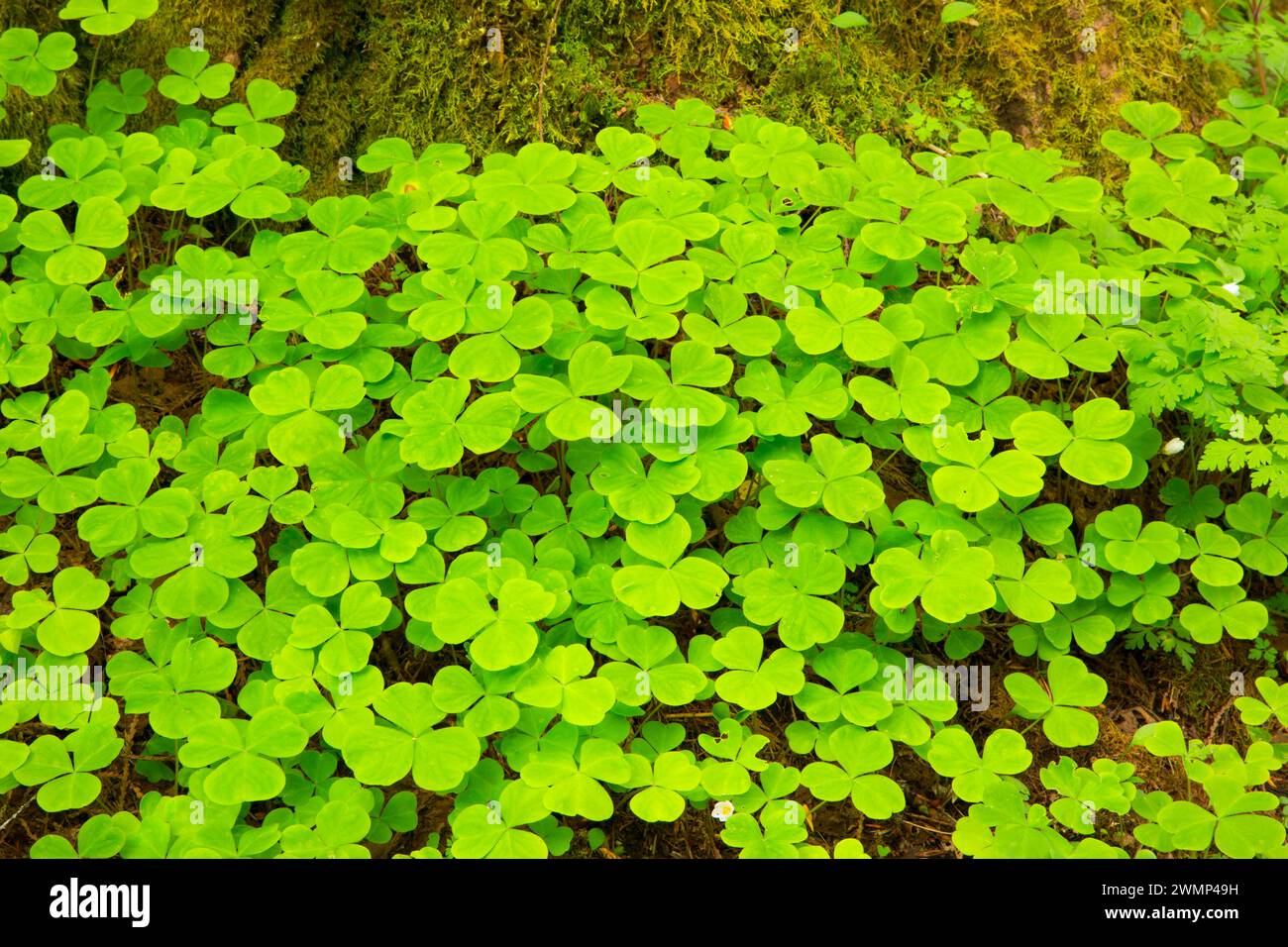 Oxalis in der Nähe von Salt Creek, Willamette National Forest, Oregon Stockfoto