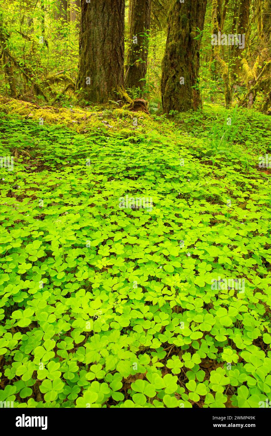 Oxalis in der Nähe von Salt Creek, Willamette National Forest, Oregon Stockfoto